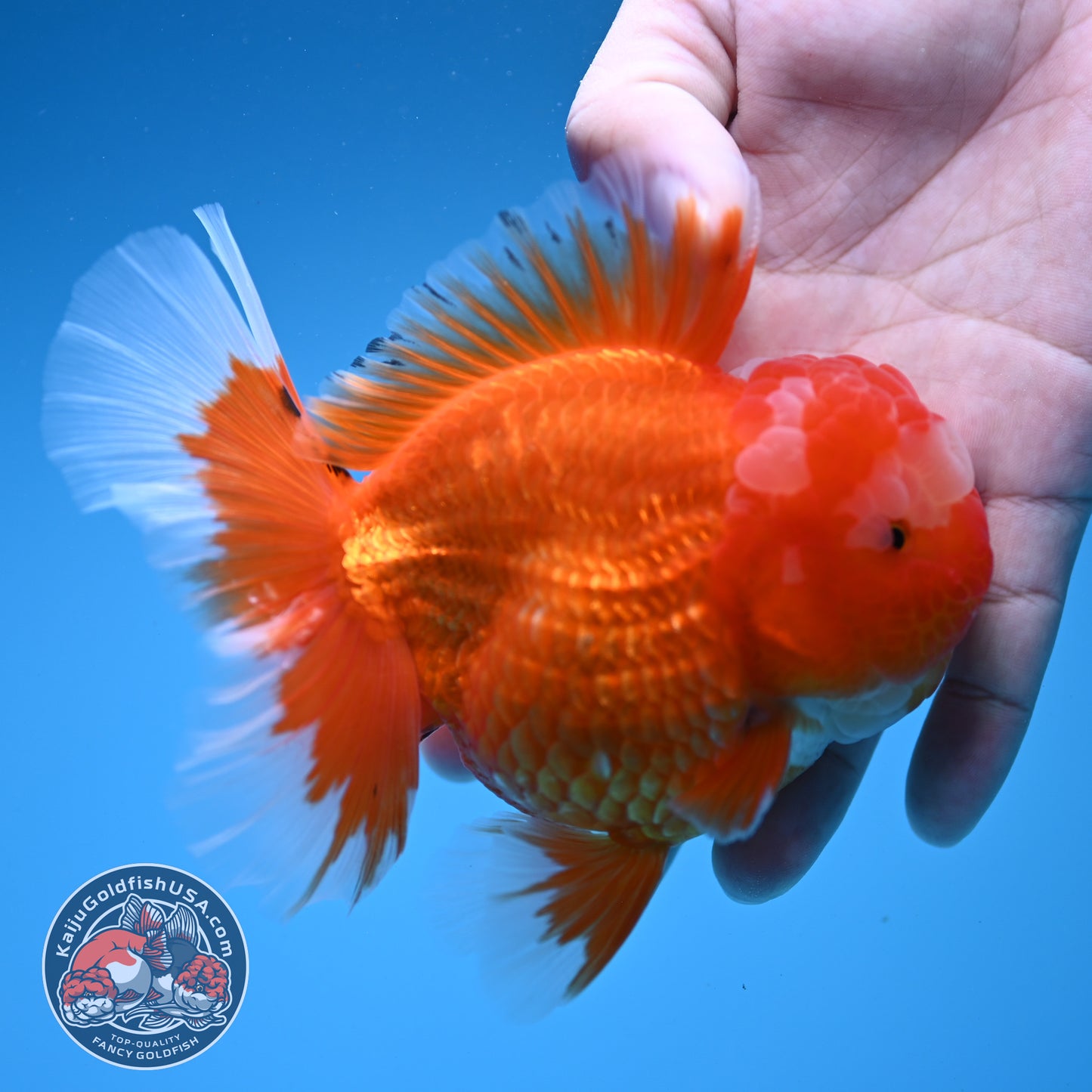 Red White Rosetail Oranda 4 inch Body (260306_OR07)