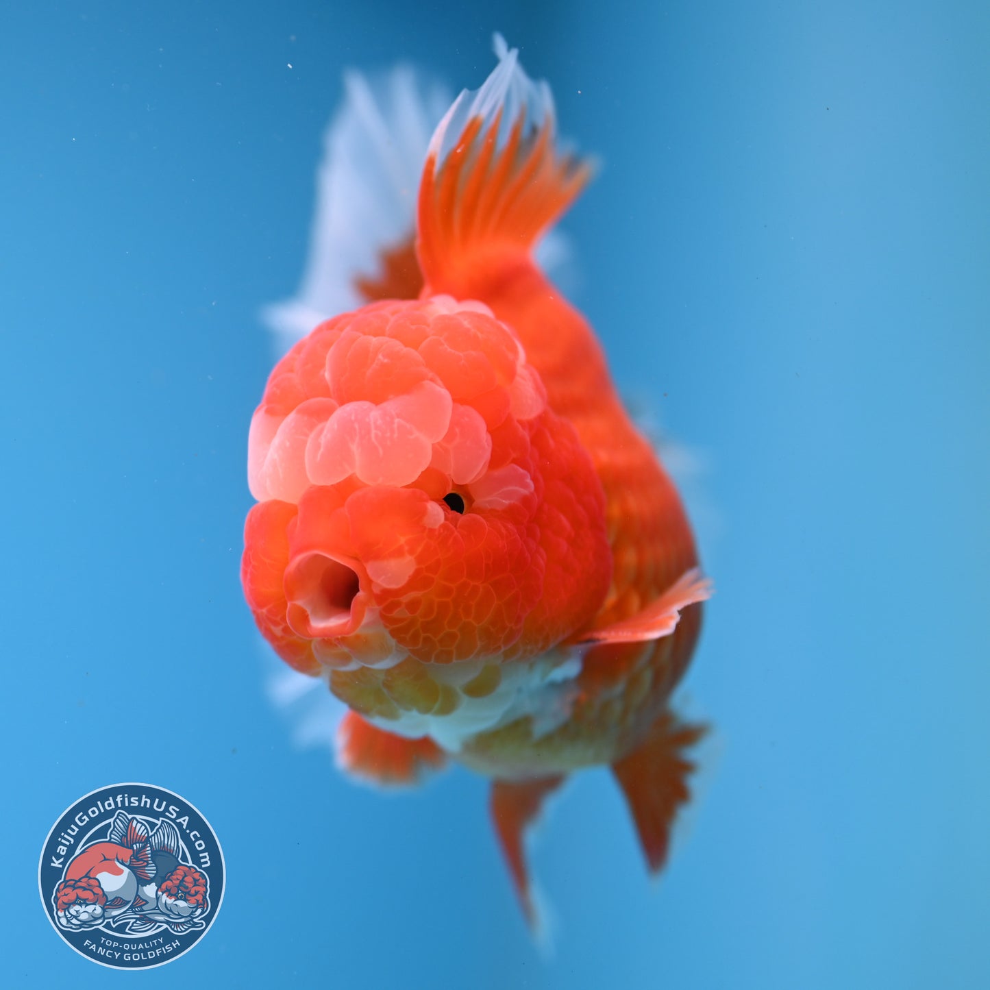Red White Rosetail Oranda 4 inch Body (260306_OR07)