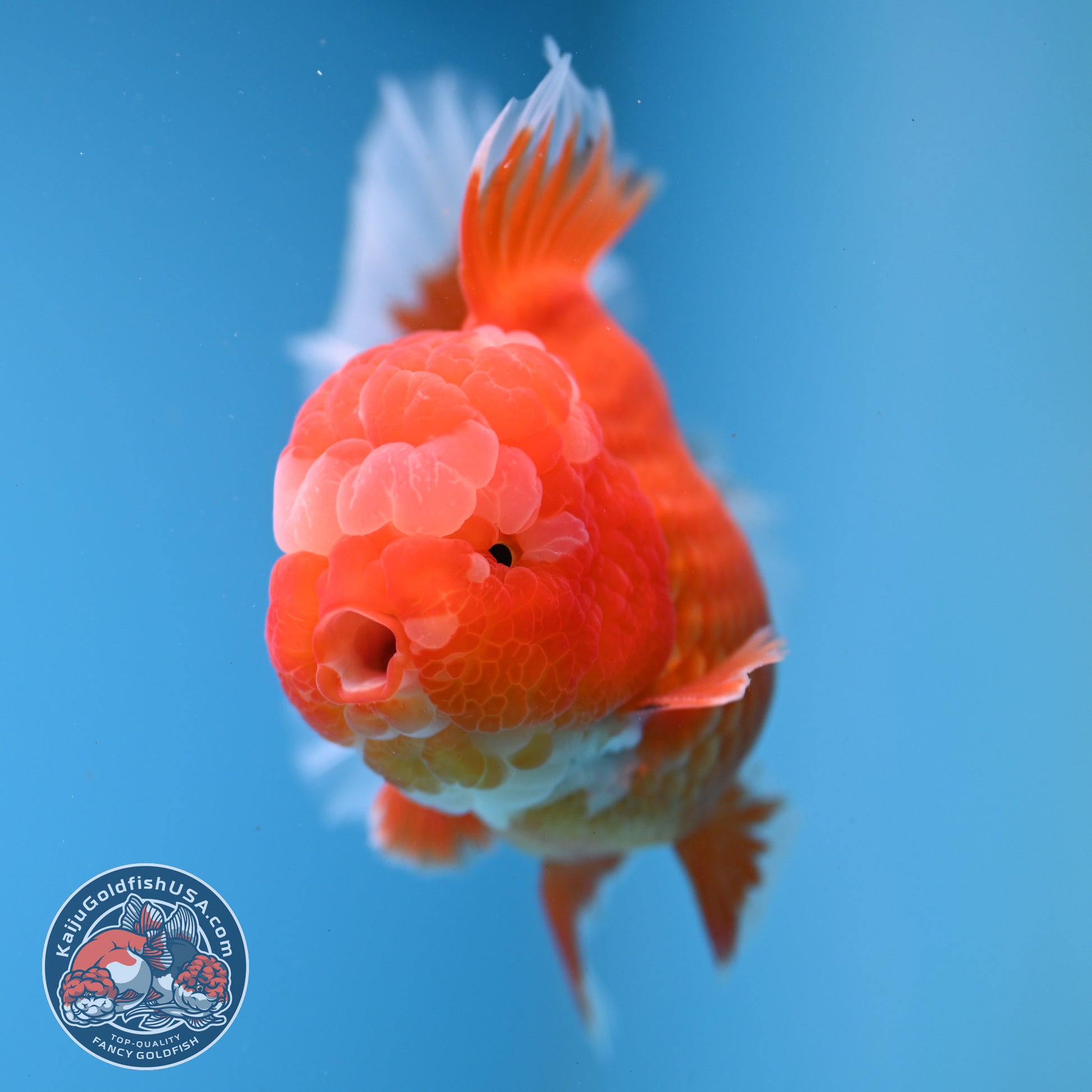 Red White Rosetail Oranda 4 inch Body (260306_OR07)
