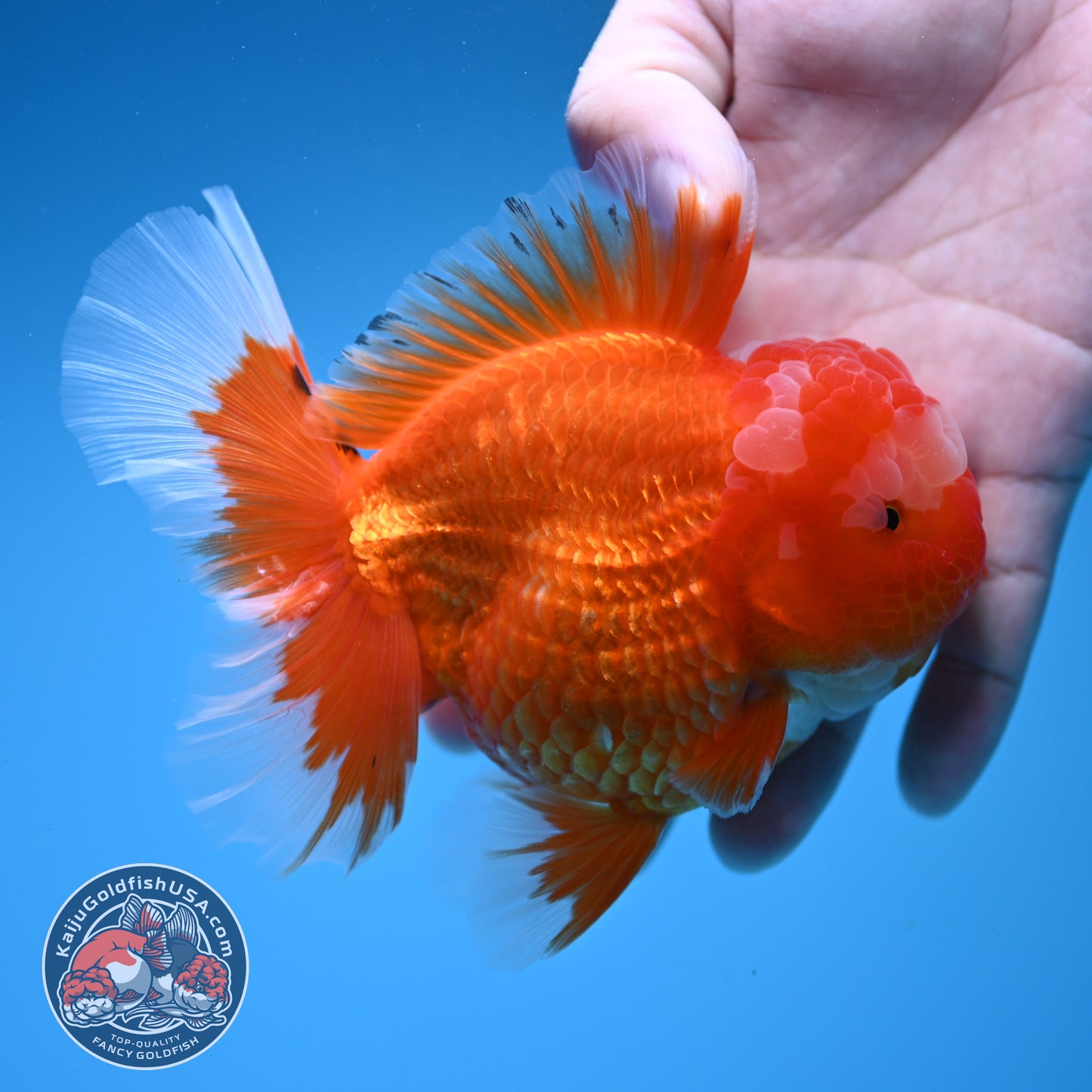 Red White Rosetail Oranda 4 inch Body (260306_OR07)