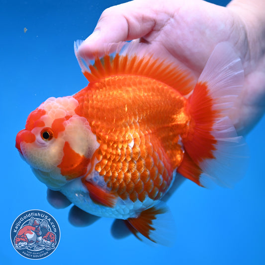 Red White Rosetail Oranda 4 inch Body (260306_OR09)