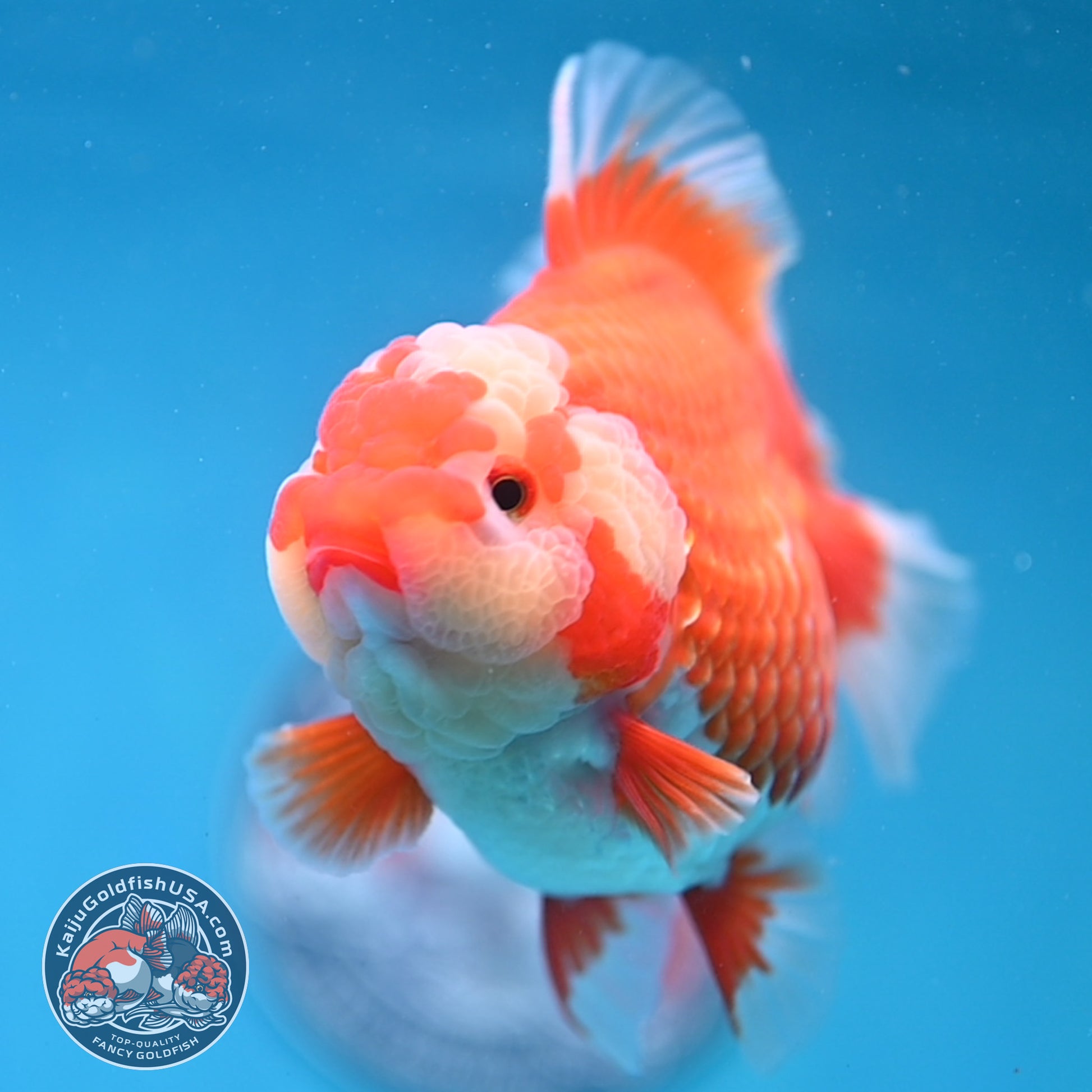 Red White Rosetail Oranda 4 inch Body (260306_OR09)