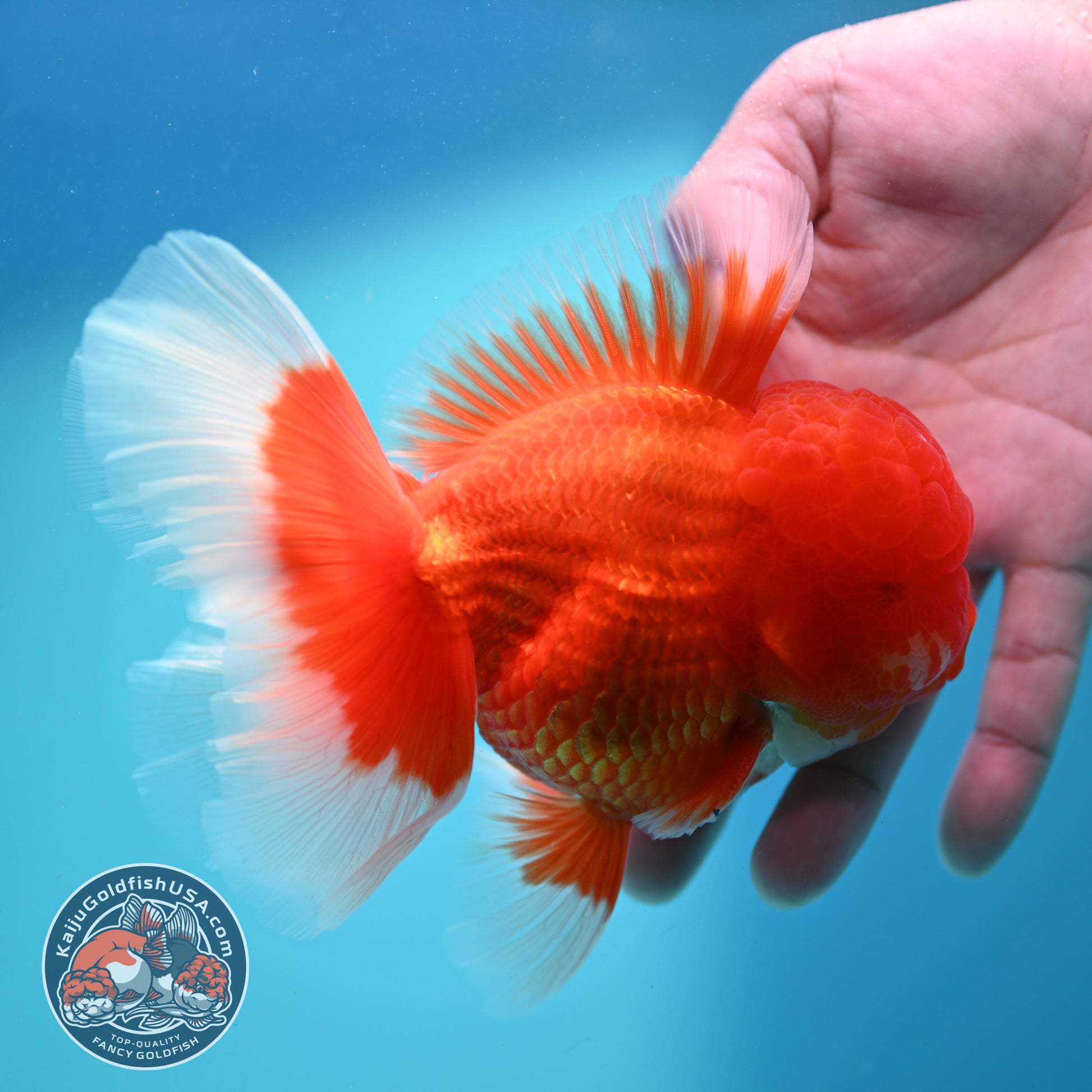 Red White Rosetail Oranda 4 inch Body (260417_OR06)