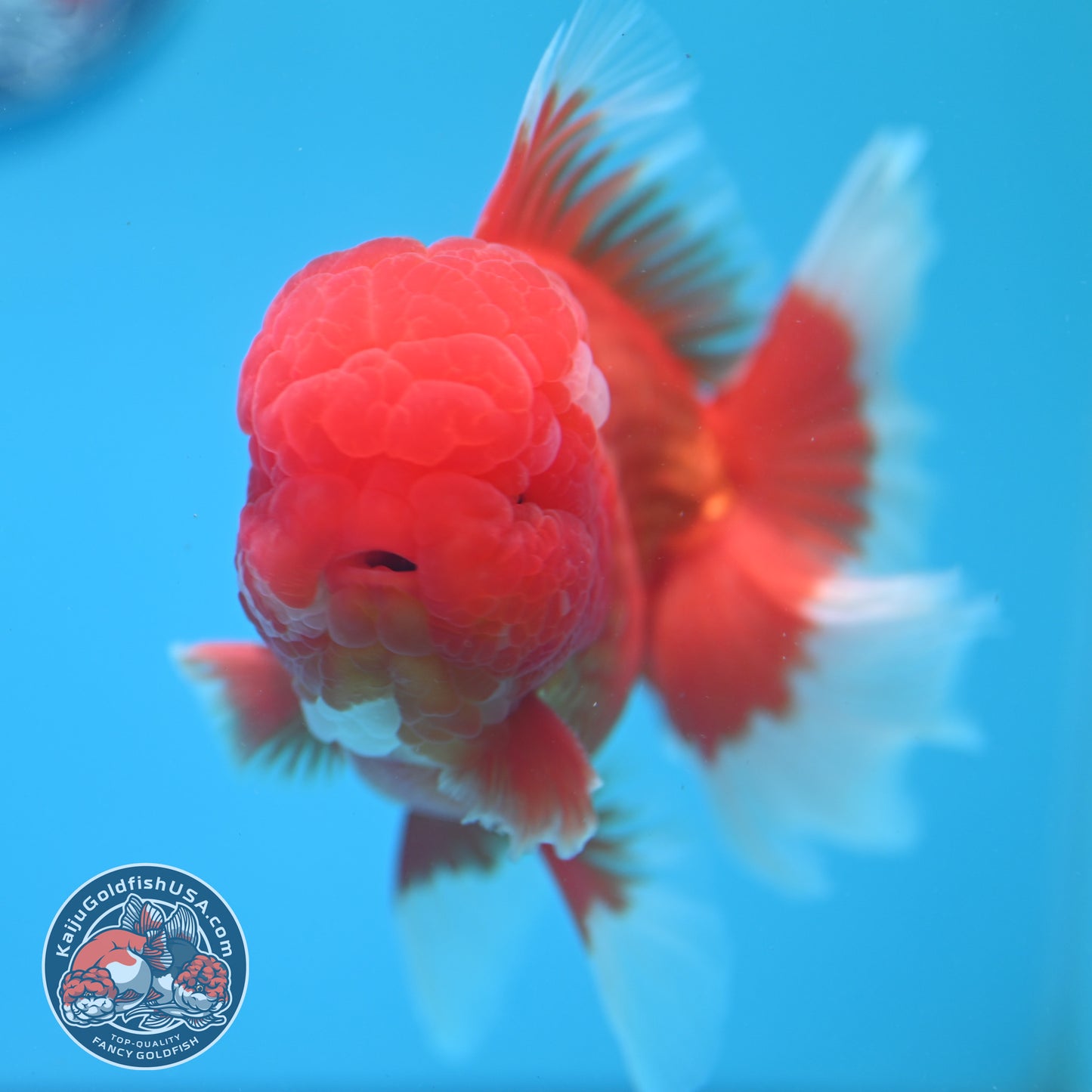 Red White Rosetail Oranda 4 inch Body (260417_OR06)