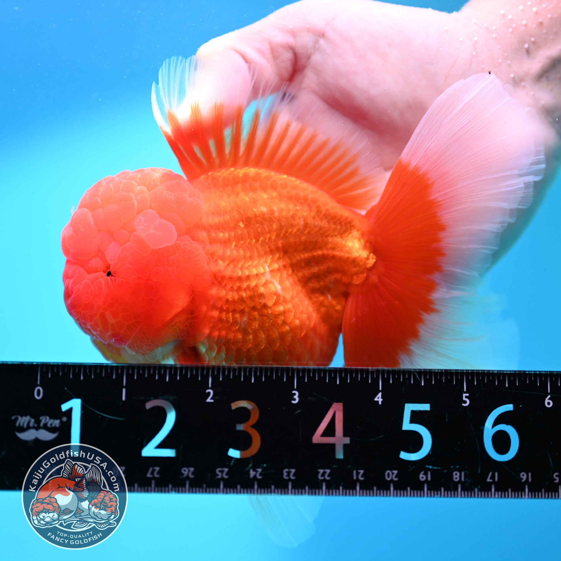 Red White Rosetail Oranda 4 inch Body (260417_OR06)