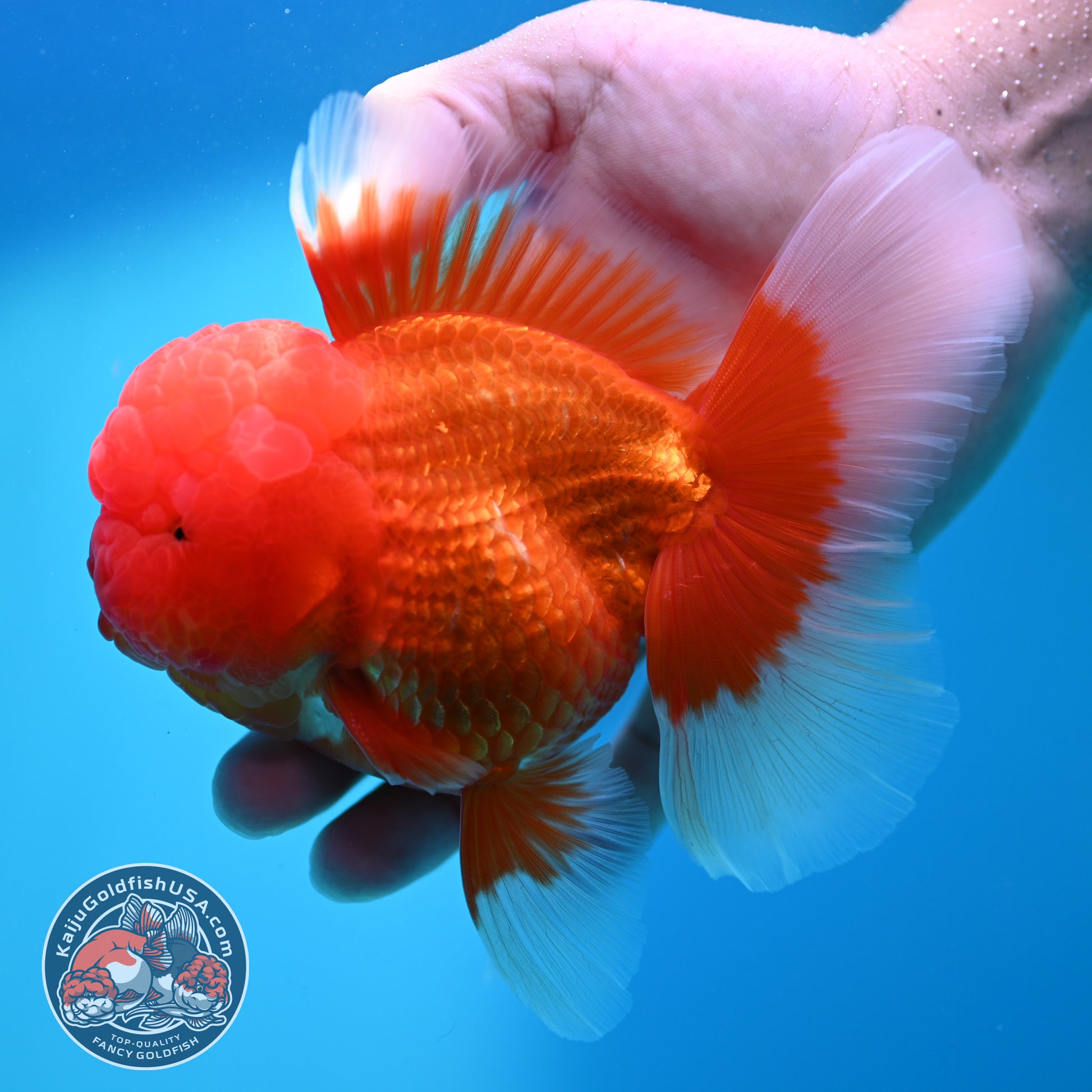 Red White Rosetail Oranda 4 inch Body (260417_OR06)