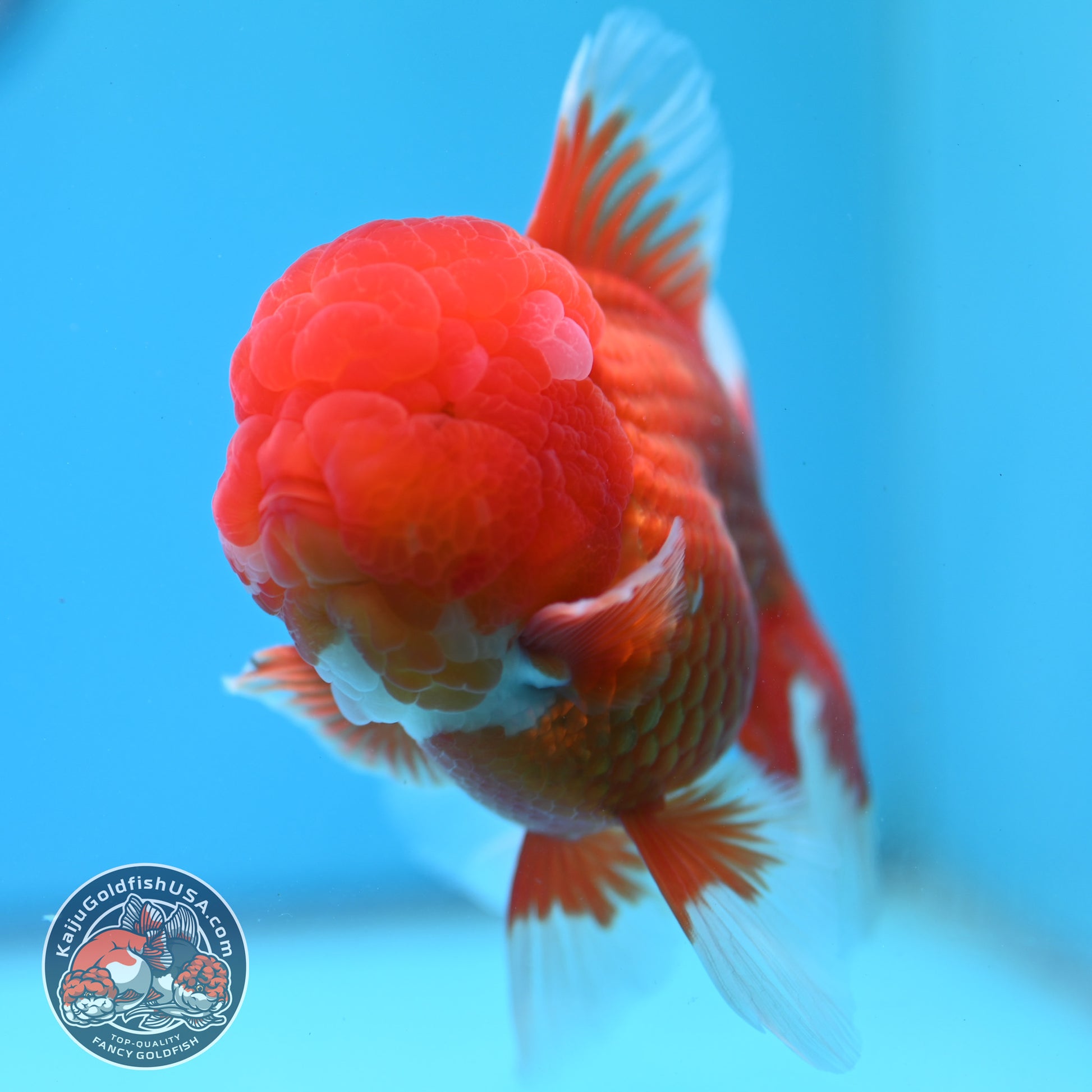Red White Rosetail Oranda 4 inch Body (260417_OR06)