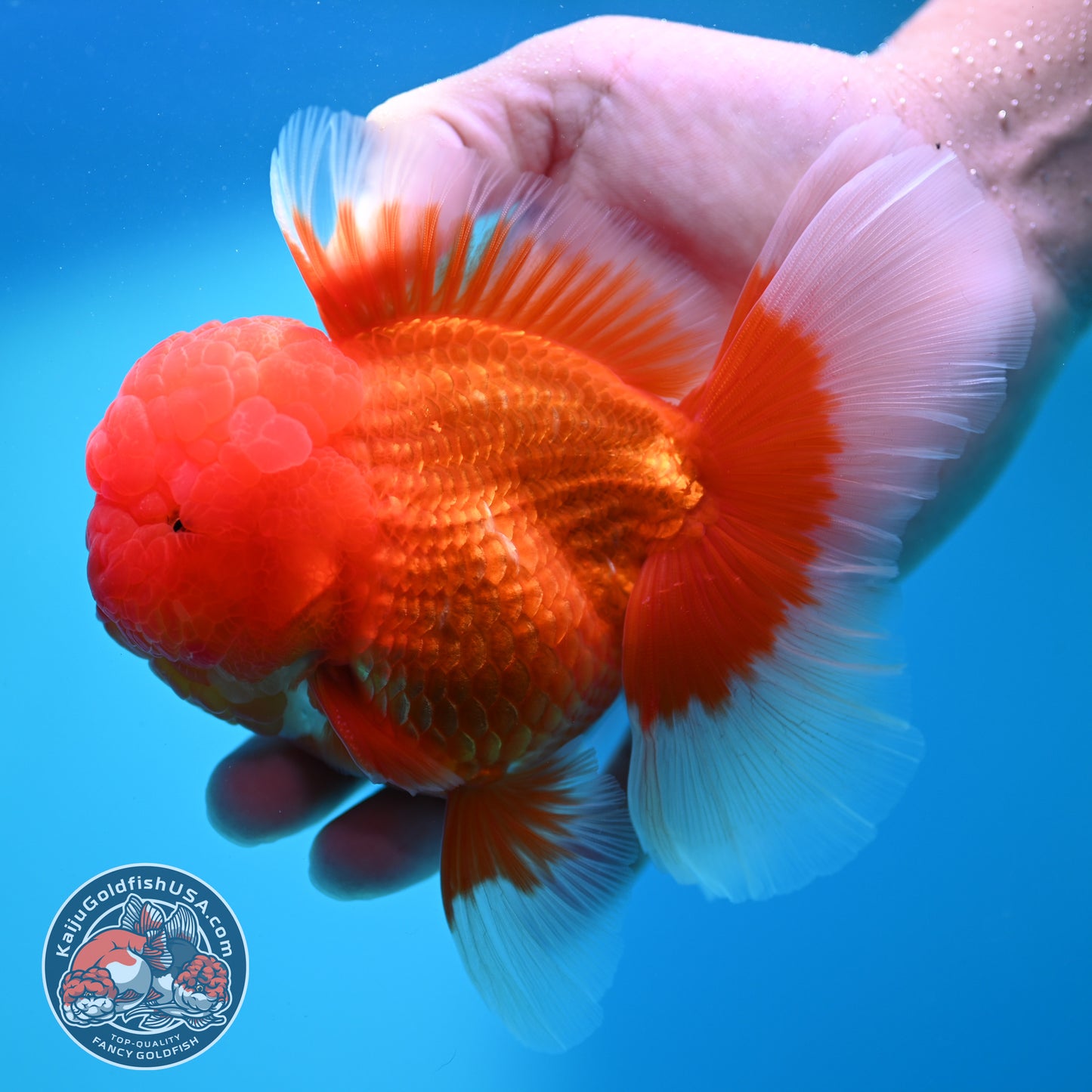 Red White Rosetail Oranda 4 inch Body (260417_OR06)