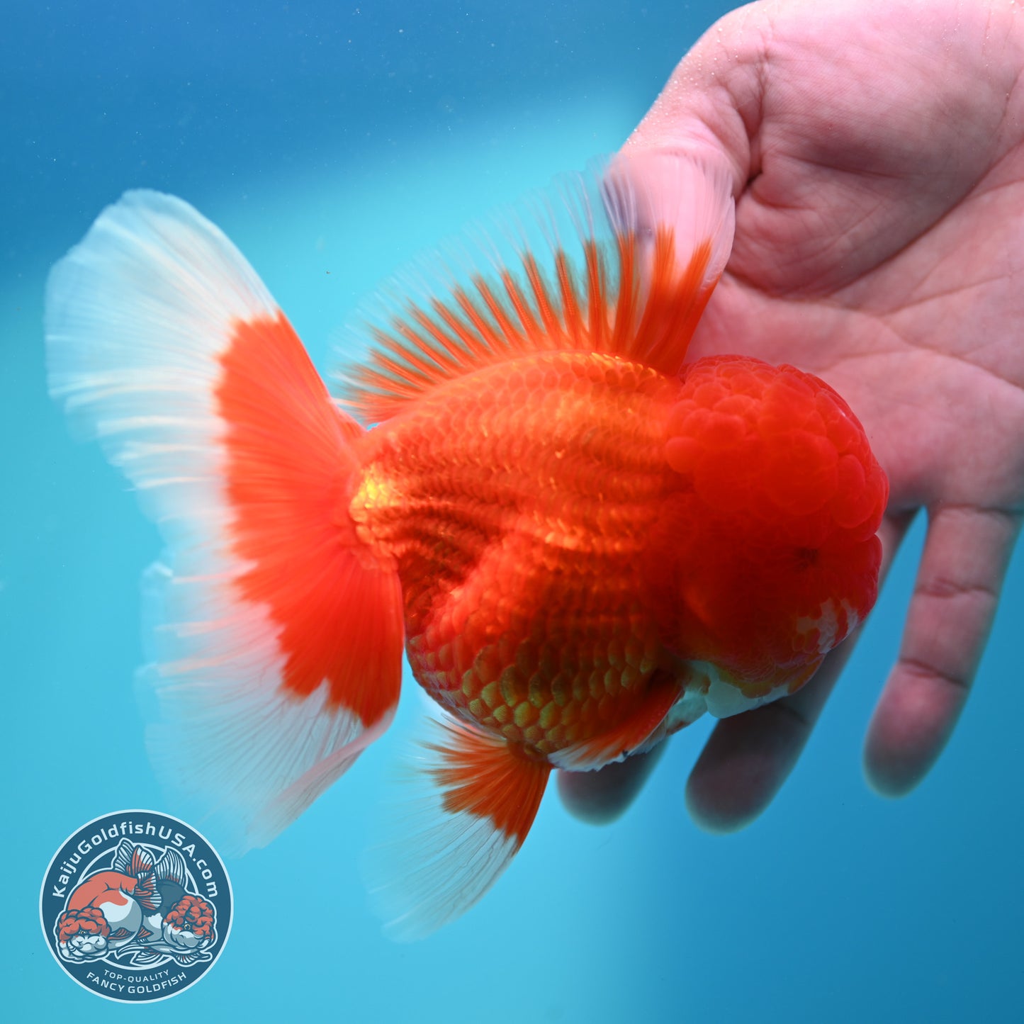 Red White Rosetail Oranda 4 inch Body (260417_OR06)