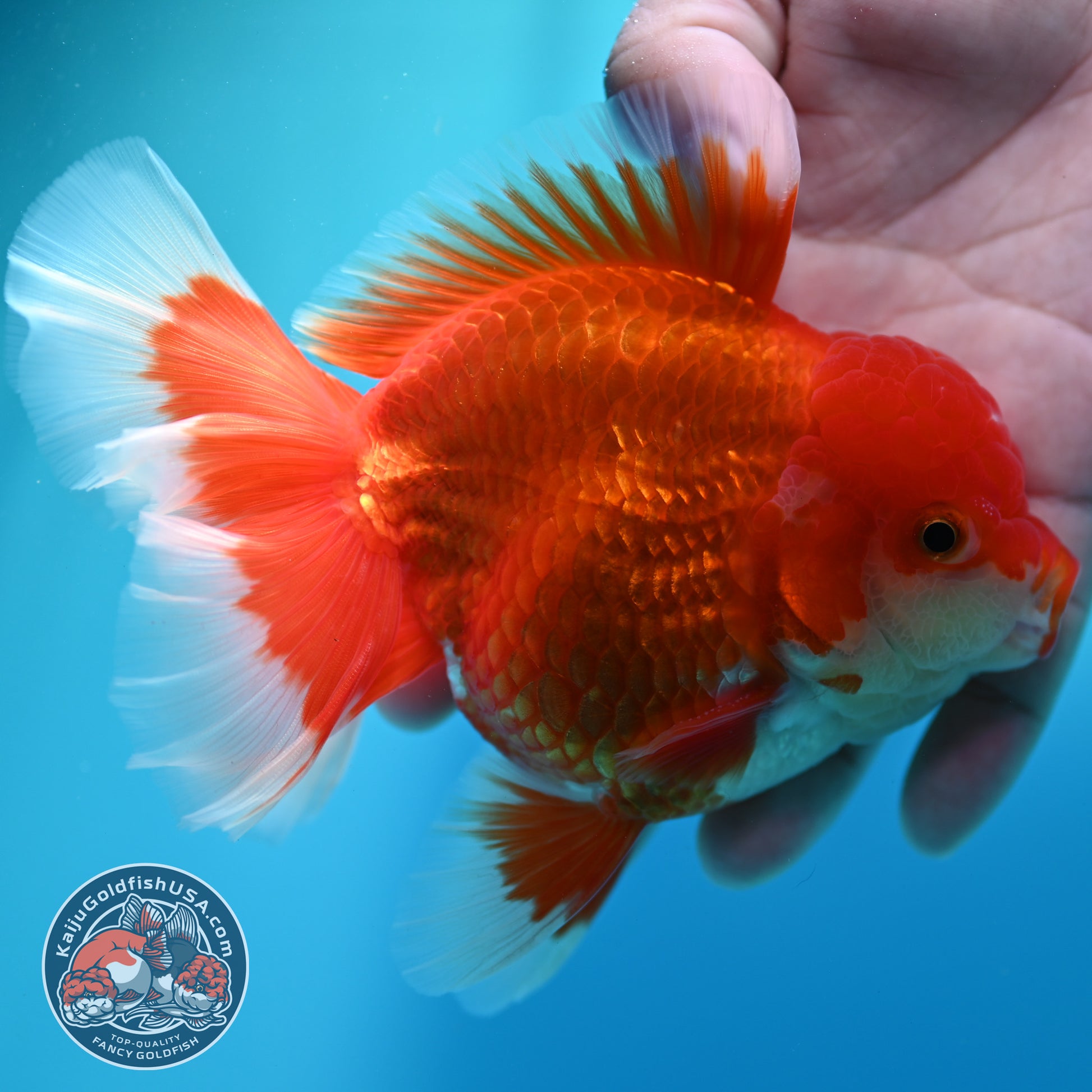 Red White Rosetail Oranda 4 inch Body (260417_OR08)