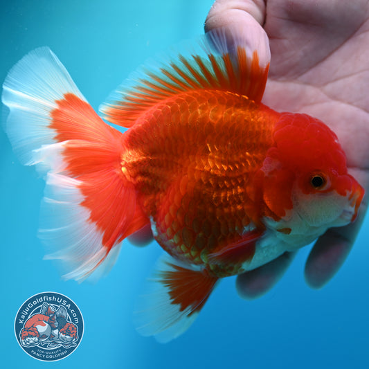 Red White Rosetail Oranda 4 inch Body (260417_OR08)
