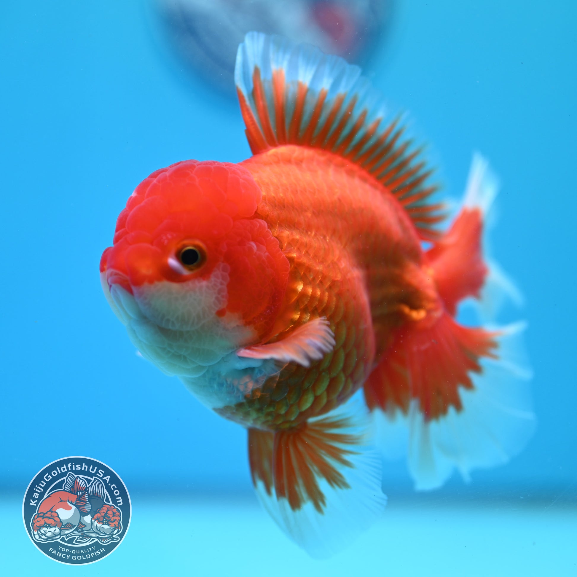 Red White Rosetail Oranda 4 inch Body (260417_OR08)