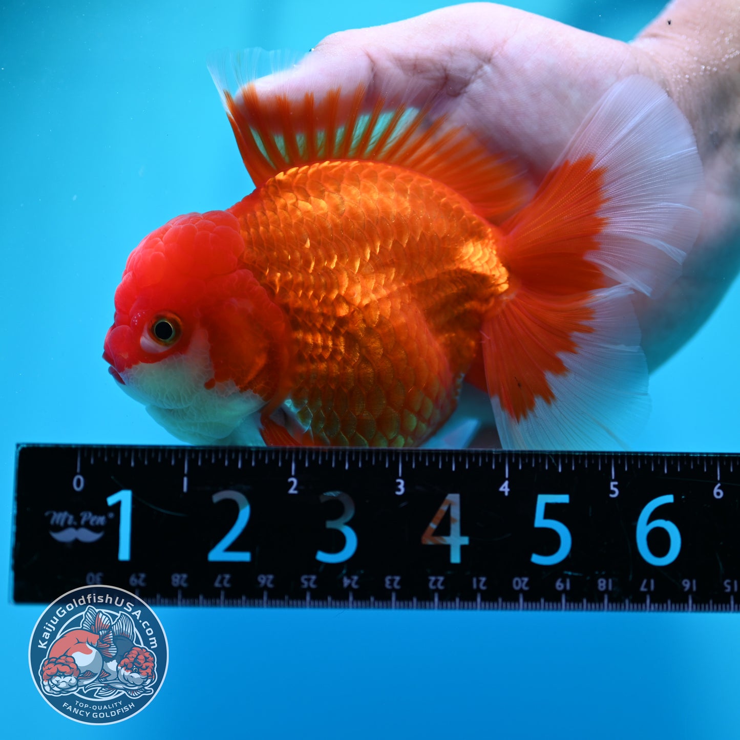 Red White Rosetail Oranda 4 inch Body (260417_OR08)