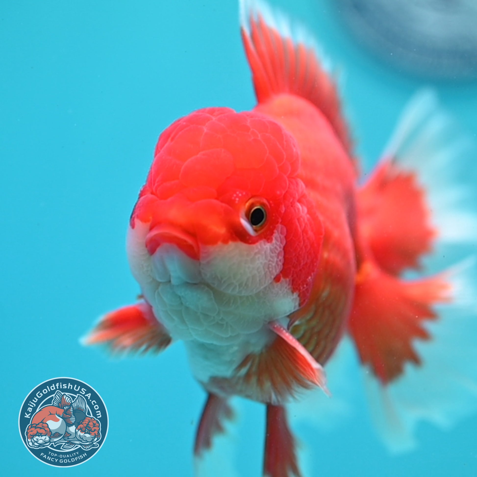 Red White Rosetail Oranda 4 inch Body (260417_OR08)