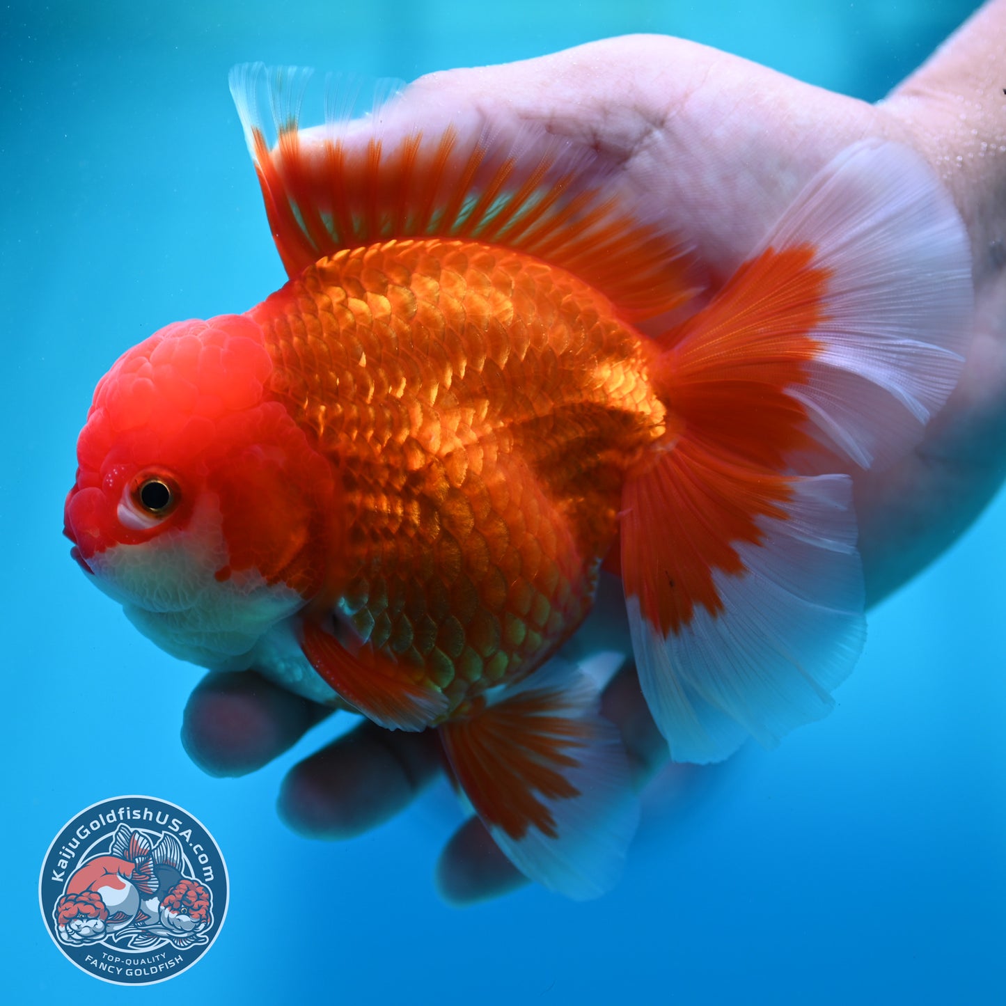 Red White Rosetail Oranda 4 inch Body (260417_OR08)