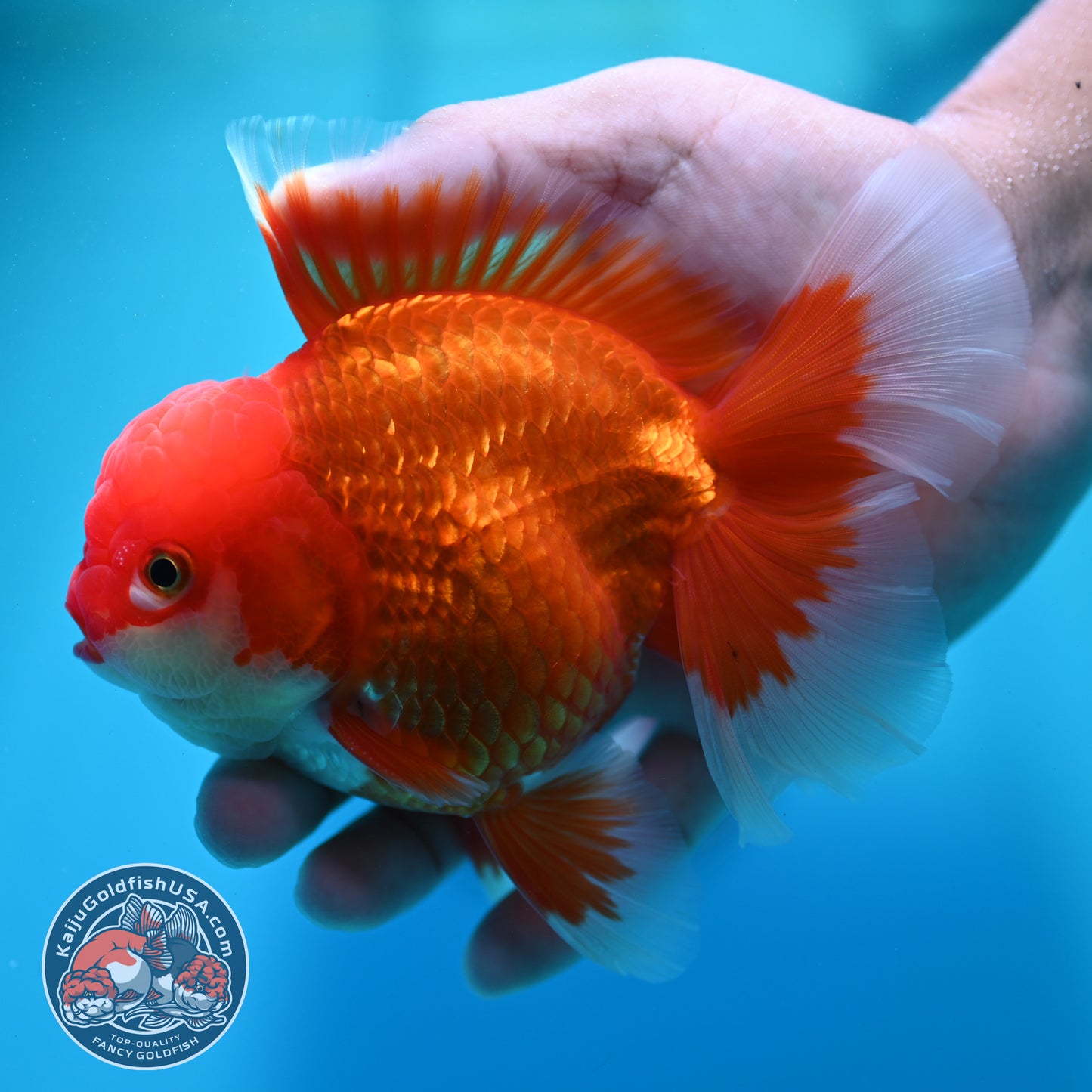 Red White Rosetail Oranda 4 inch Body (260417_OR08)