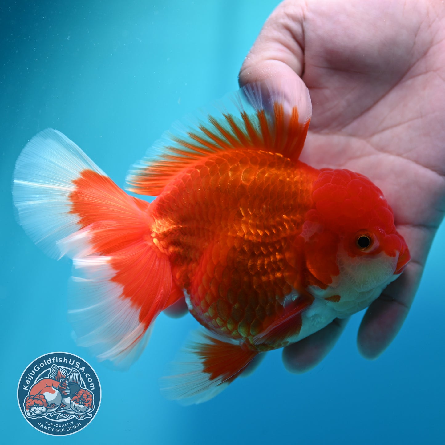 Red White Rosetail Oranda 4 inch Body (260417_OR08)