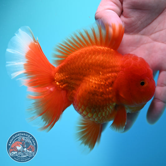 Red White Rosetail Oranda 4 inch Body (260417_OR10)