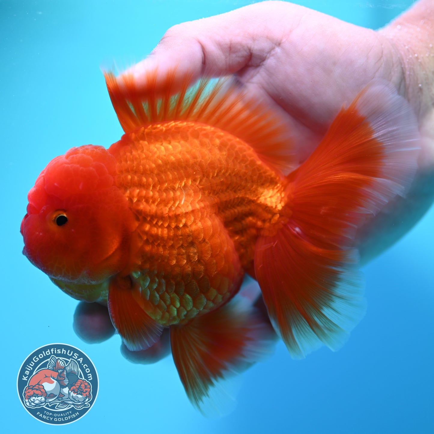 Red White Rosetail Oranda 4 inch Body (260417_OR10)