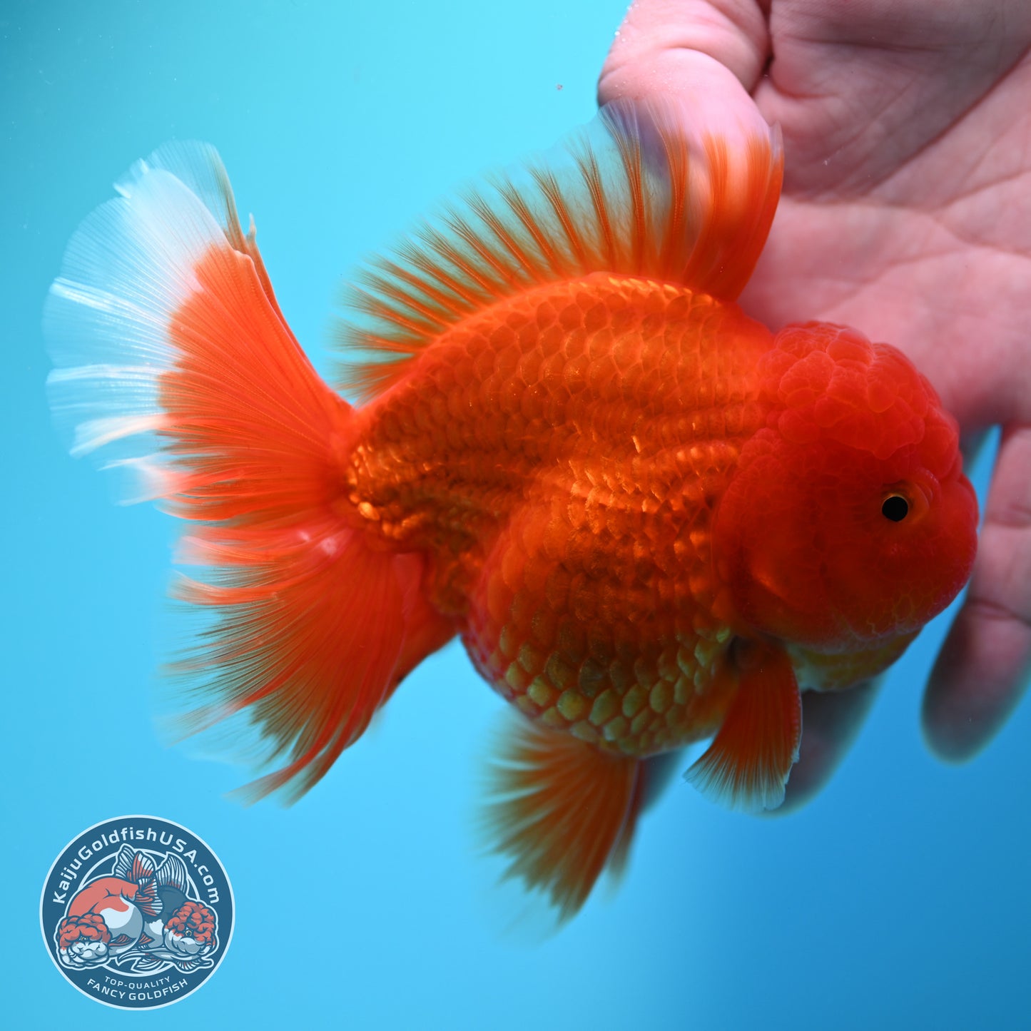 Red White Rosetail Oranda 4 inch Body (260417_OR10)