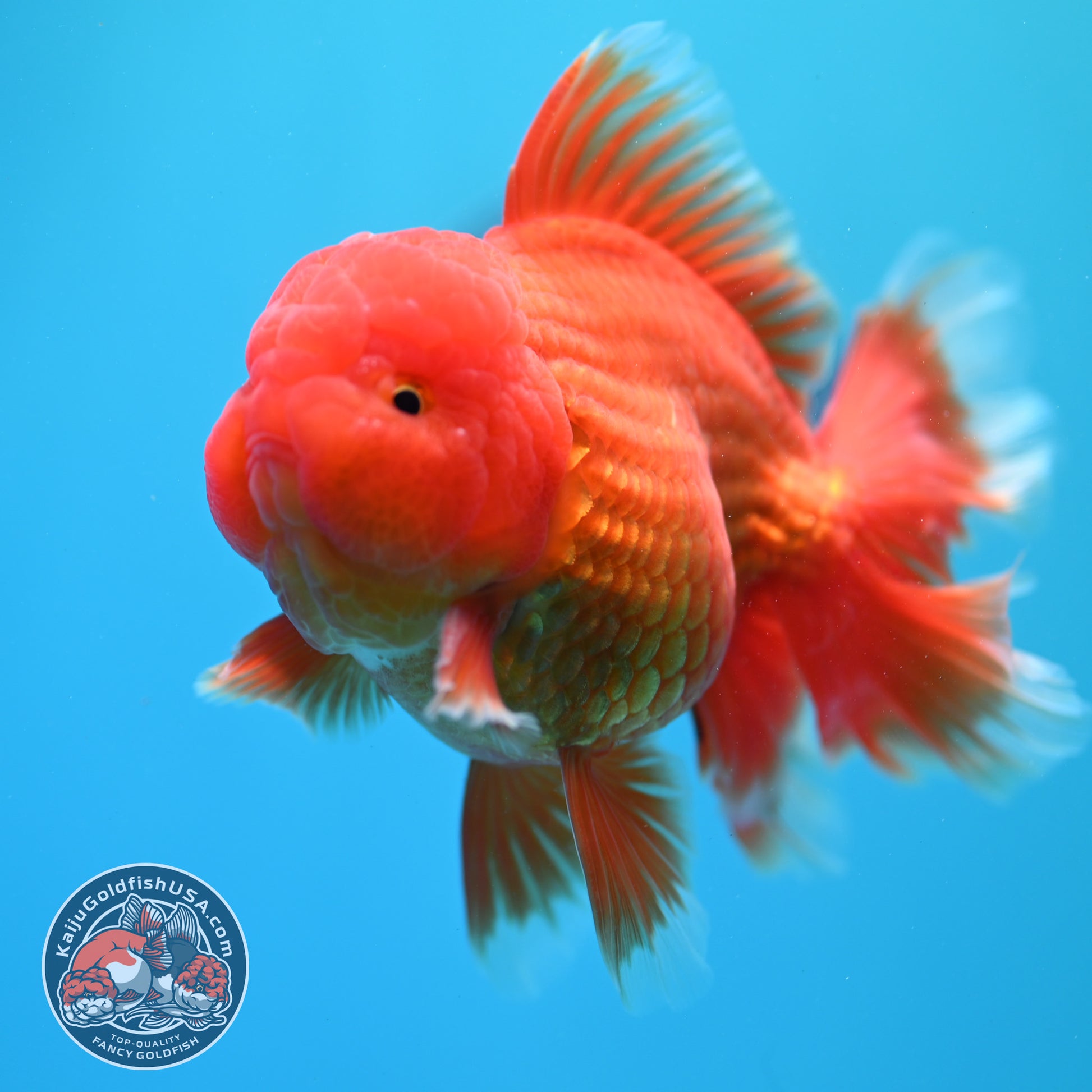 Red White Rosetail Oranda 4 inch Body (260417_OR10)