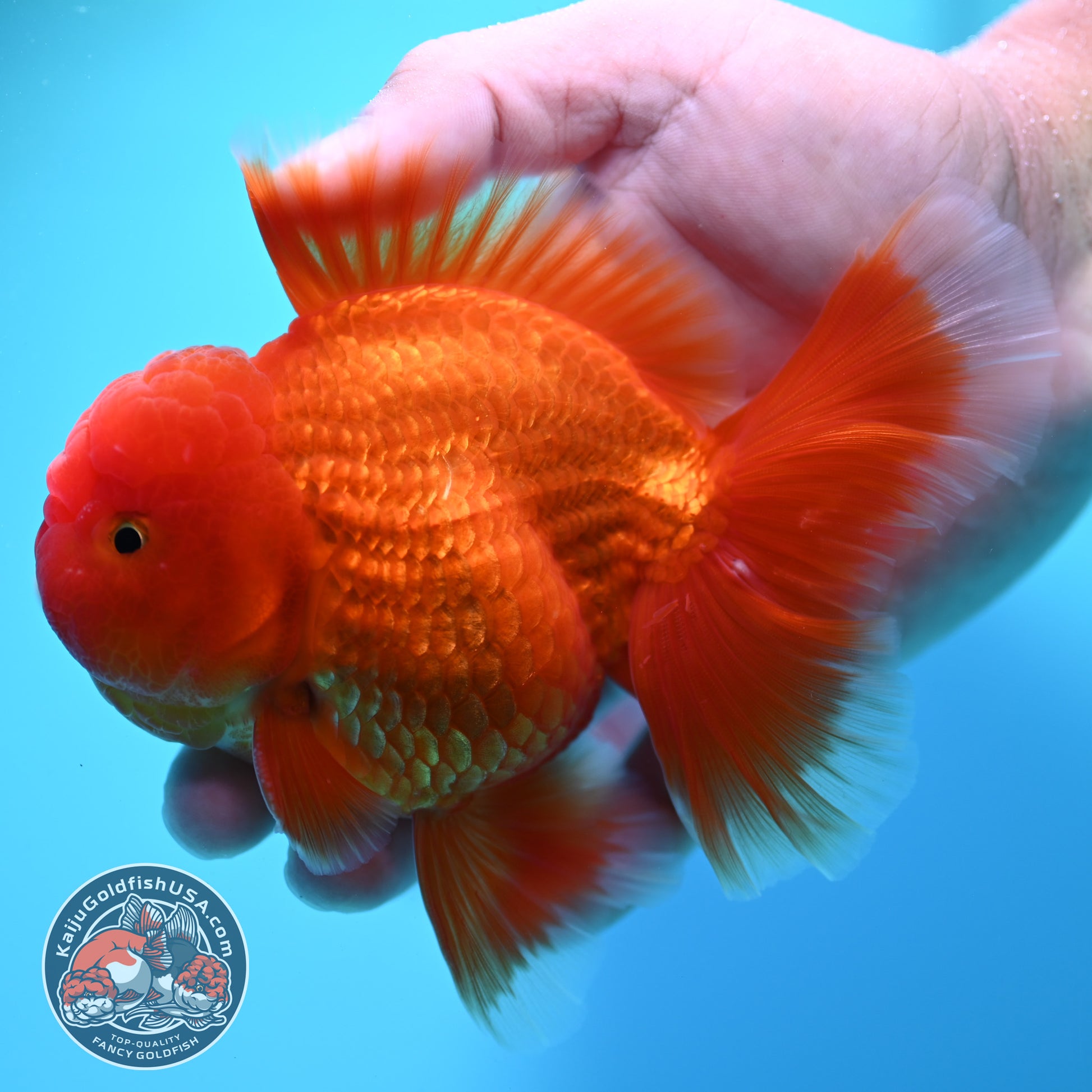 Red White Rosetail Oranda 4 inch Body (260417_OR10)