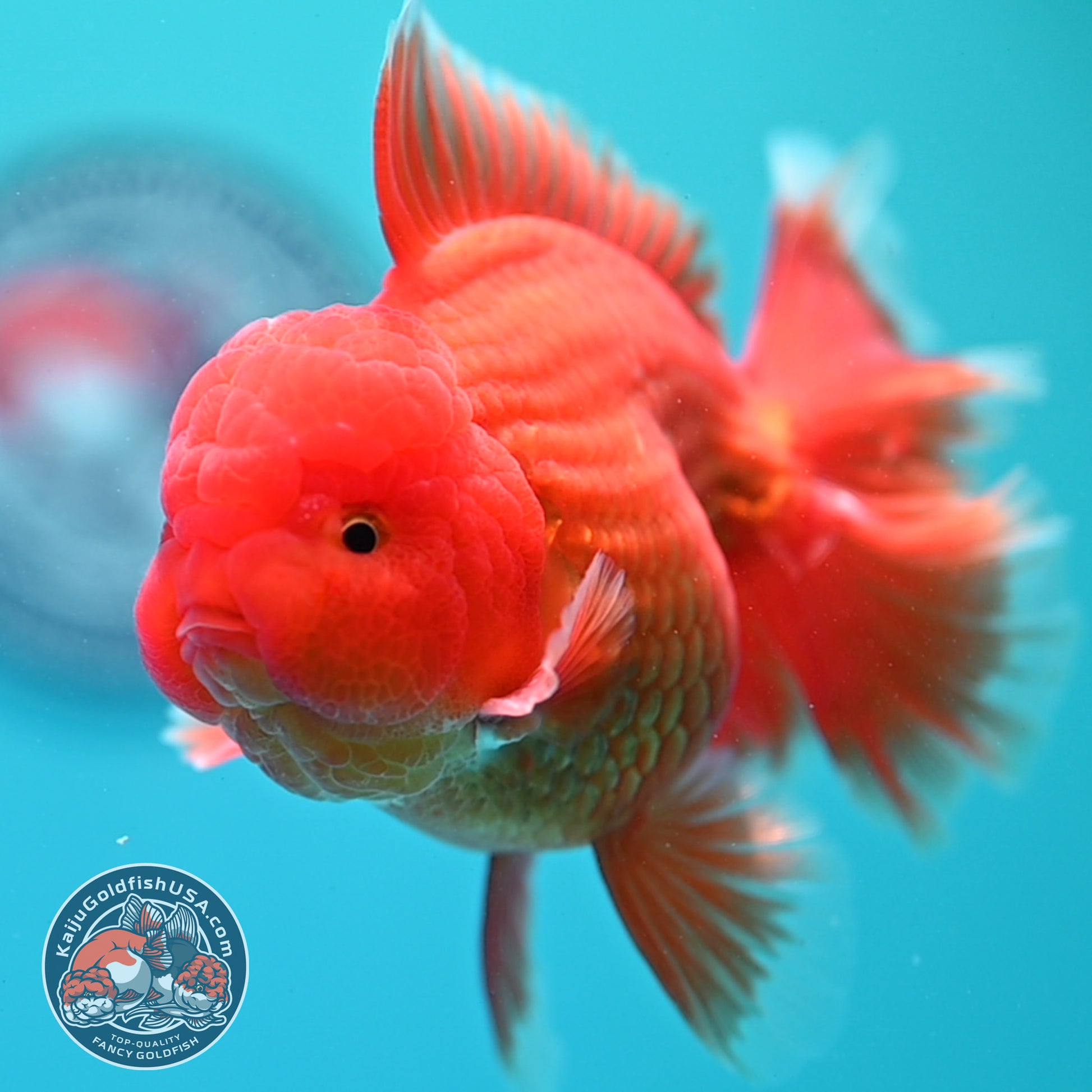 Red White Rosetail Oranda 4 inch Body (260417_OR10)