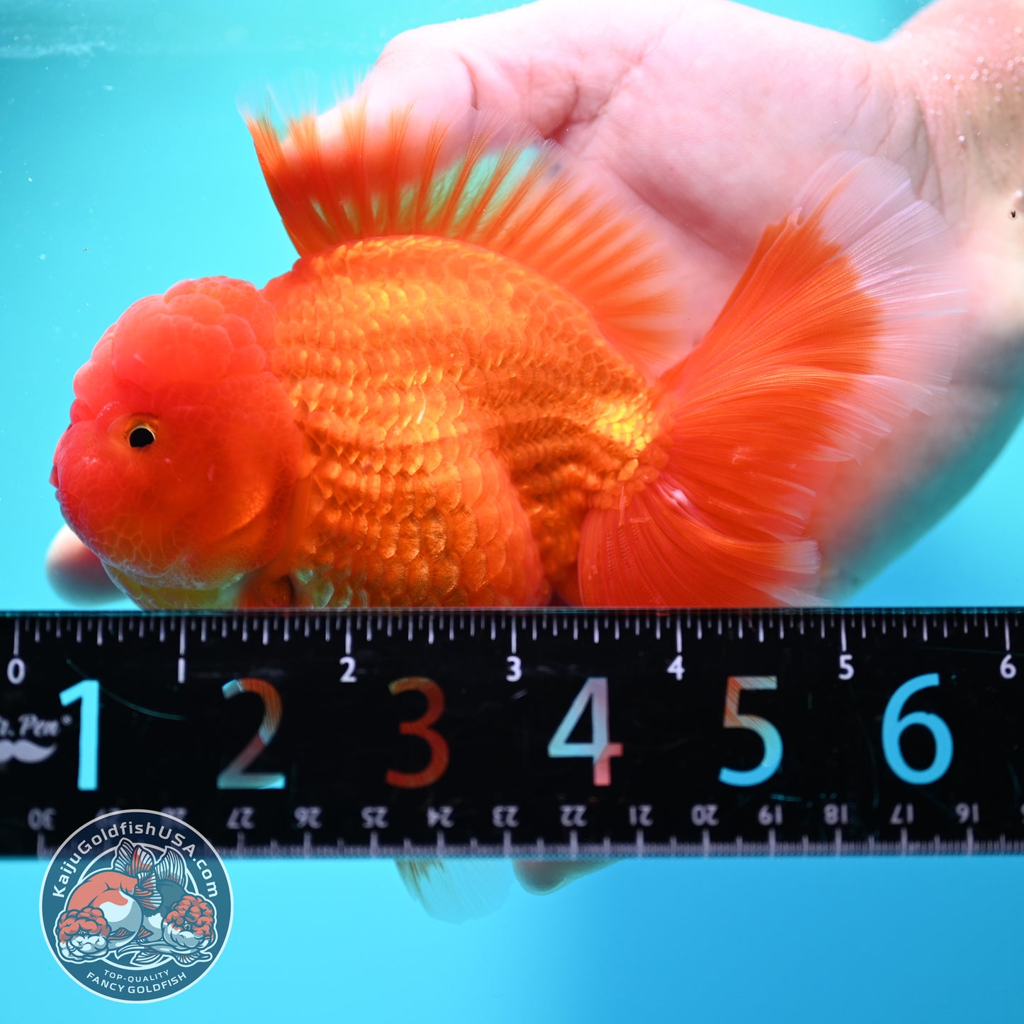 Red White Rosetail Oranda 4 inch Body (260417_OR10)
