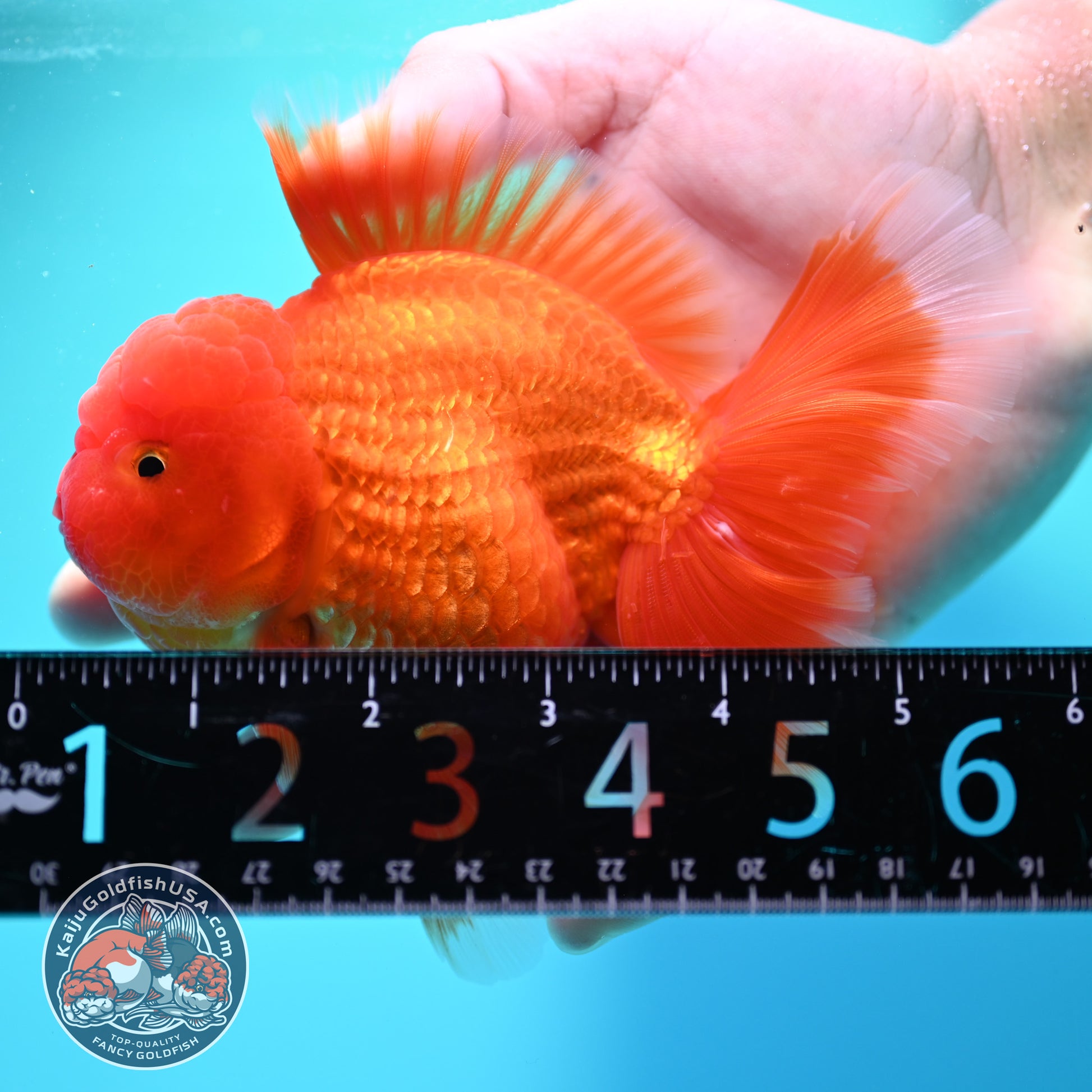 Red White Rosetail Oranda 4 inch Body (260417_OR10)