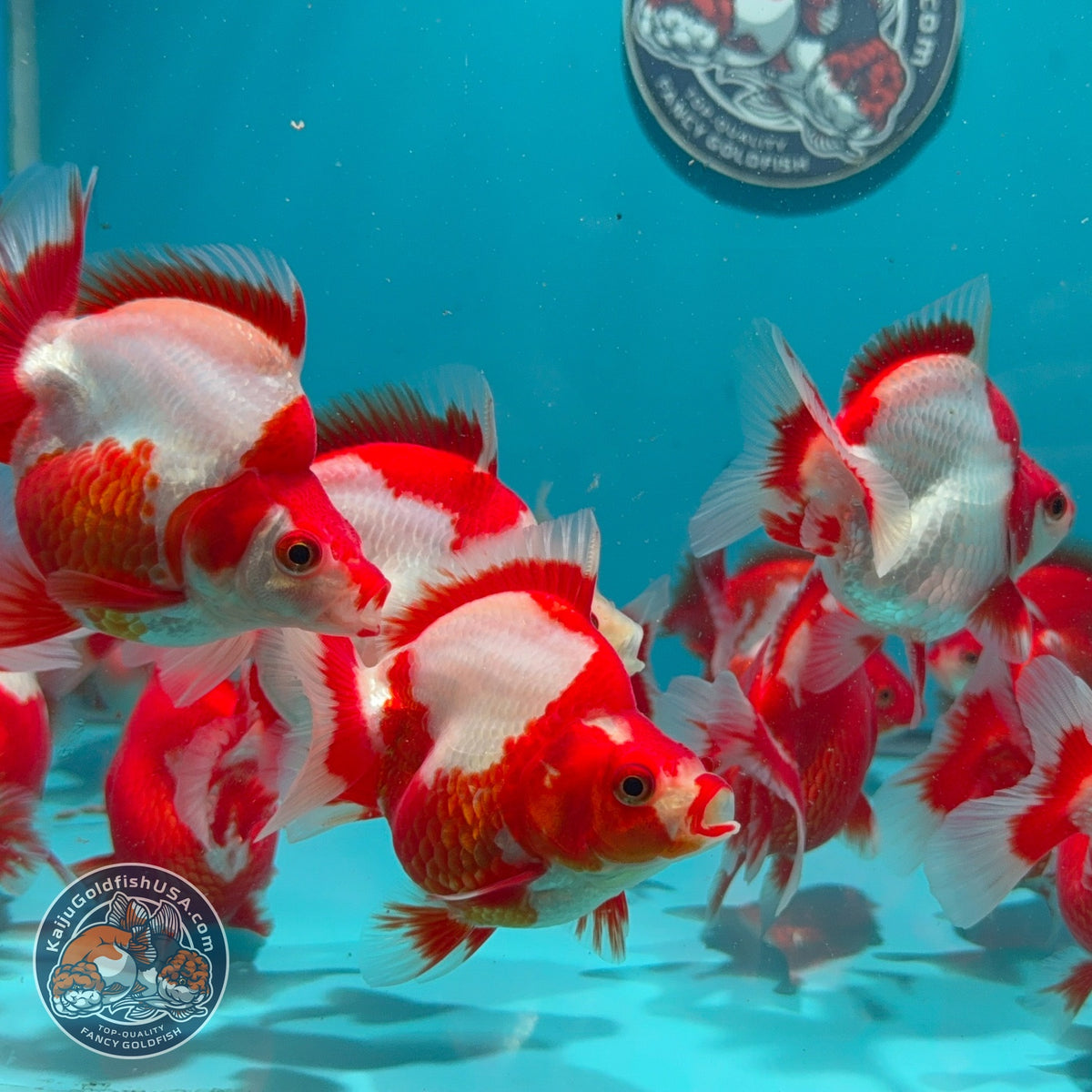 Red White Ryukin 2.8-3 inch Body (260925_RY01)