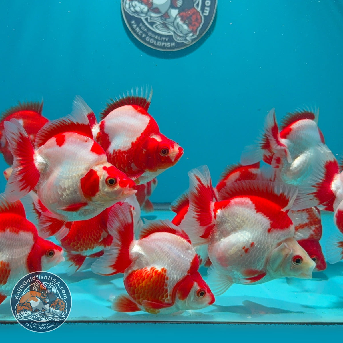 Red White Ryukin 2.8-3 inch Body (260925_RY01)
