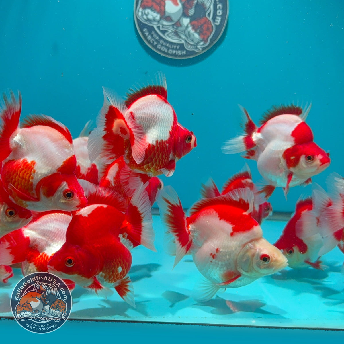 Red White Ryukin 2.8-3 inch Body (260925_RY01)