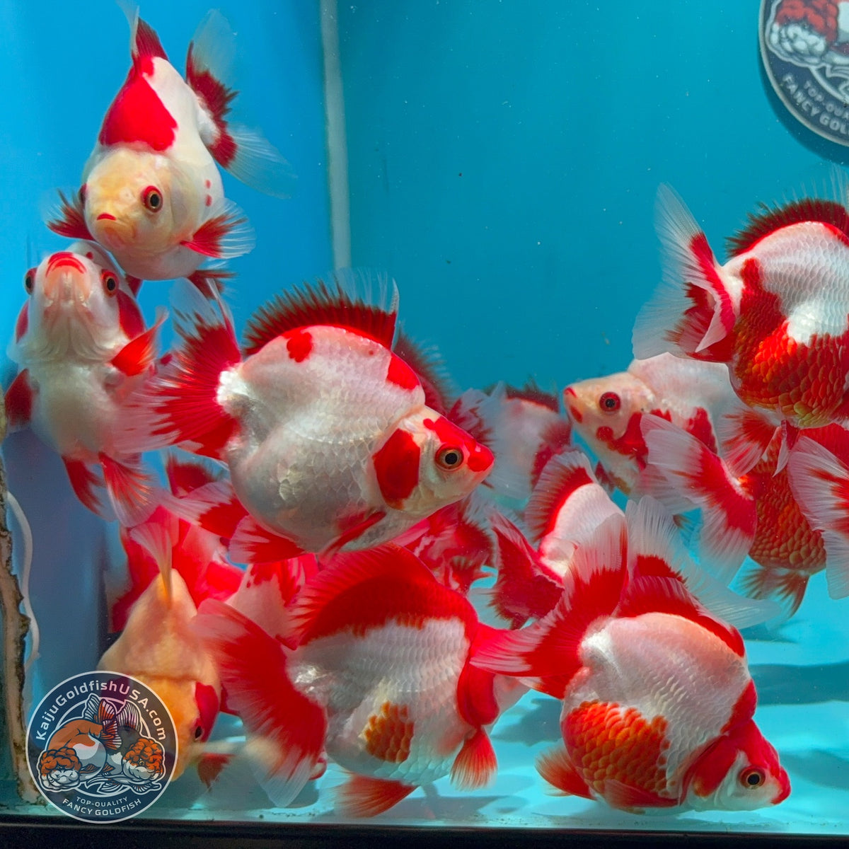 Red White Ryukin 2.8-3 inch Body (260925_RY01)
