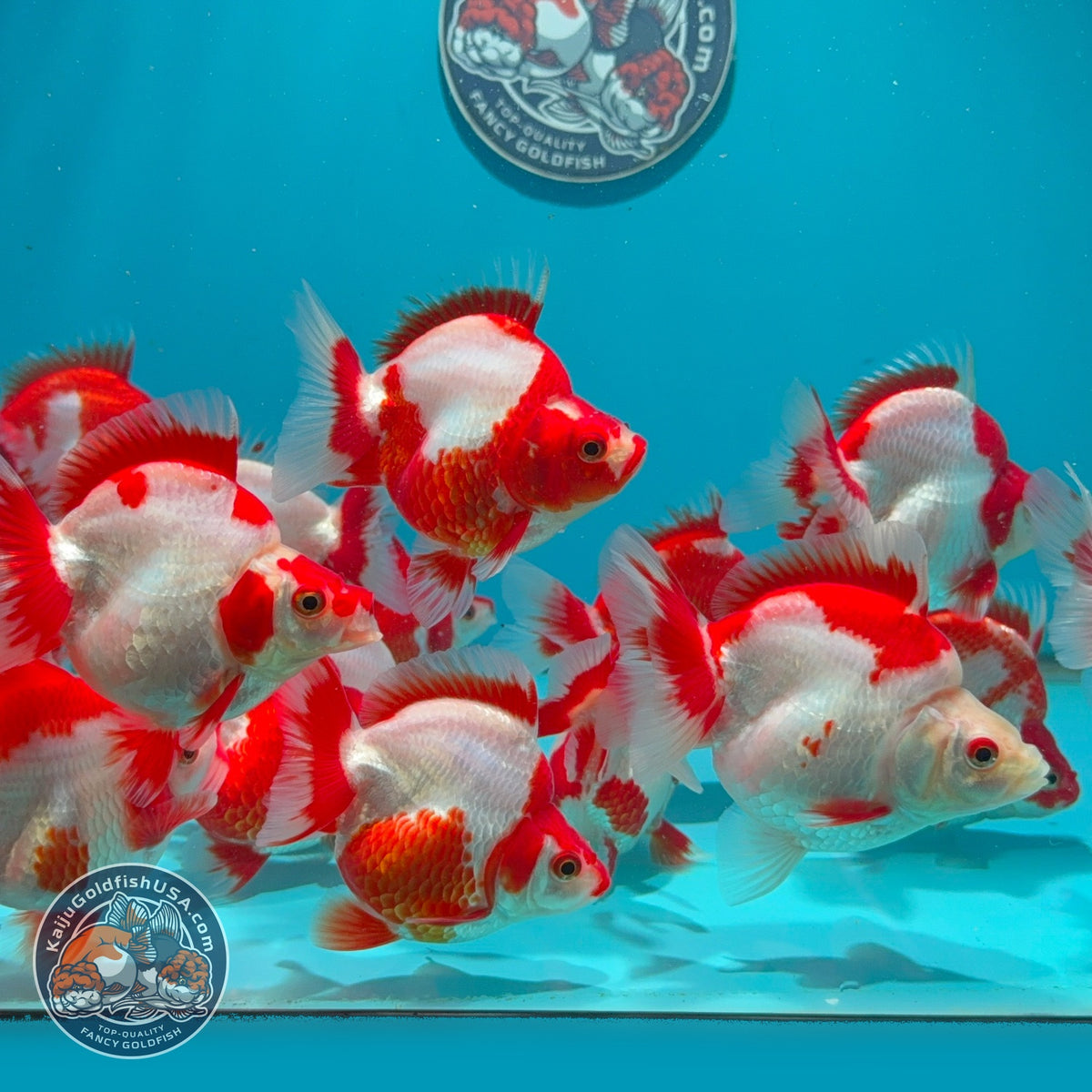 Red White Ryukin 2.8-3 inch Body (260925_RY01)