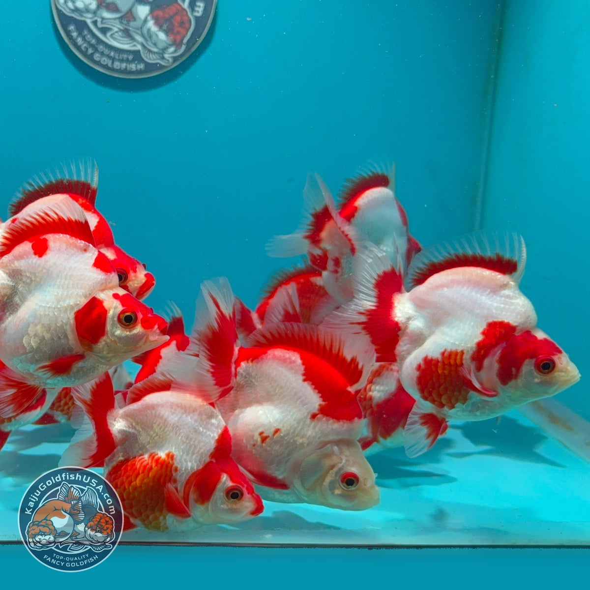 Red White Ryukin 2.8-3 inch Body (260925_RY01)