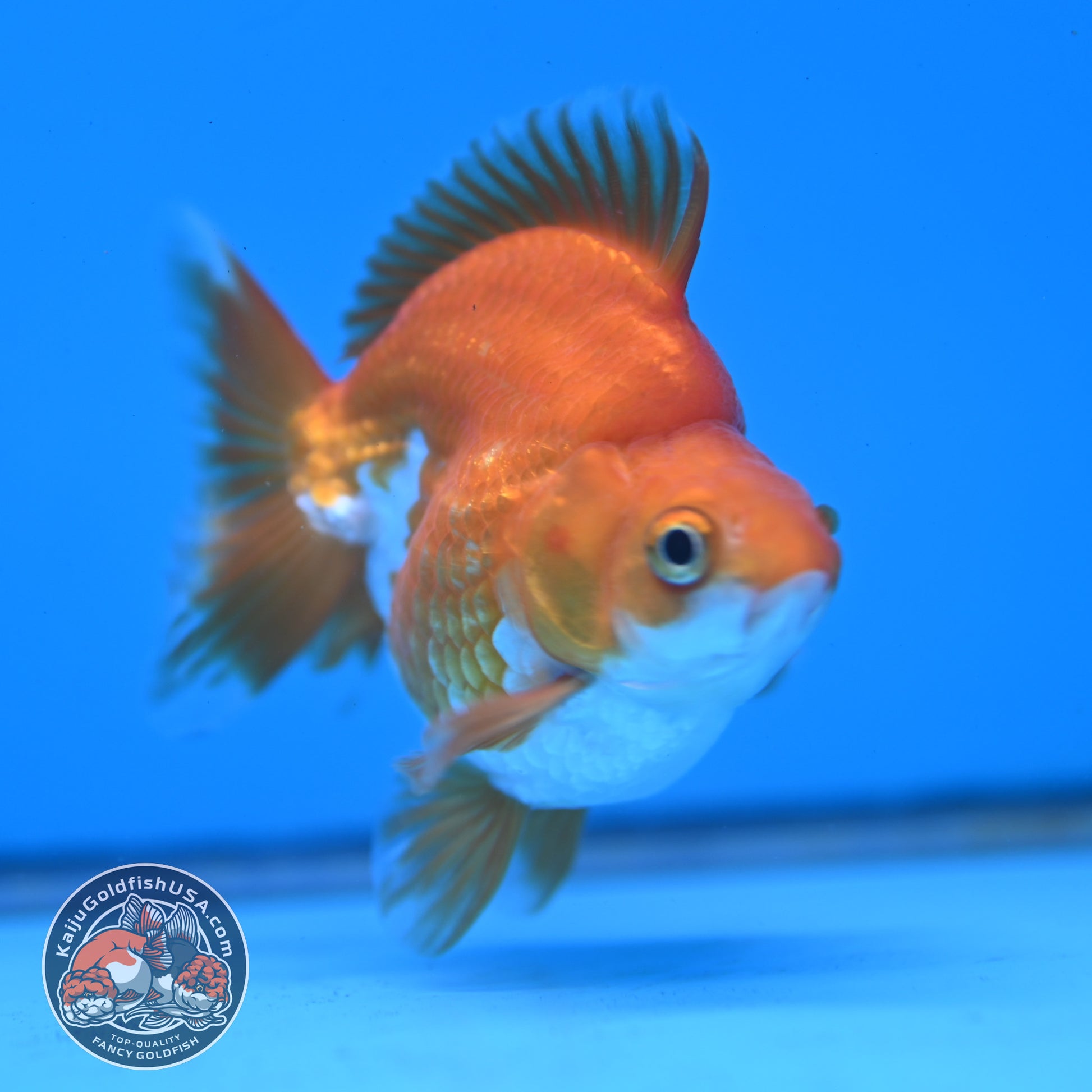 Red White Ryukin 2.8 inch Body (251031_RY05)