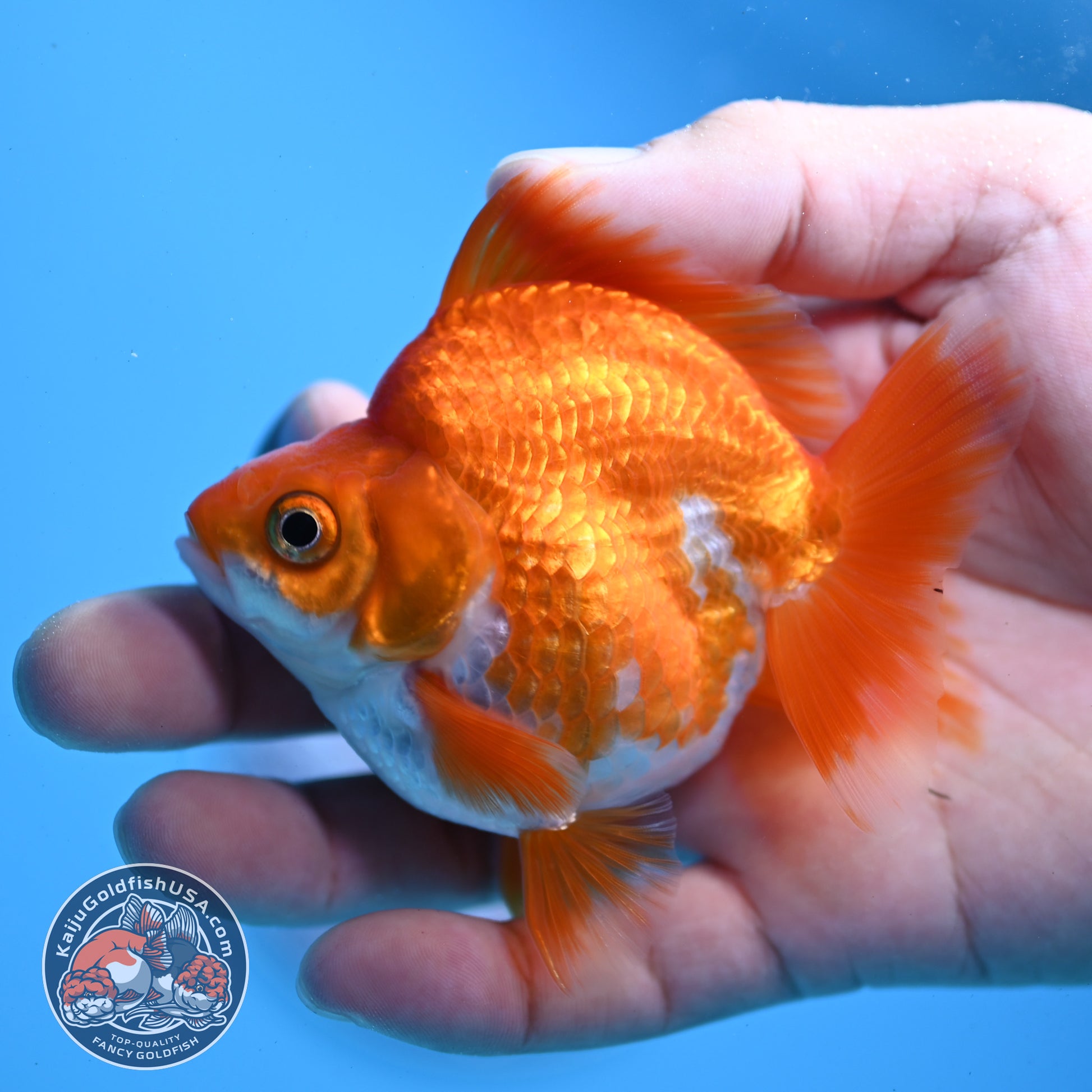Red White Ryukin 2.8 inch Body (251031_RY05)