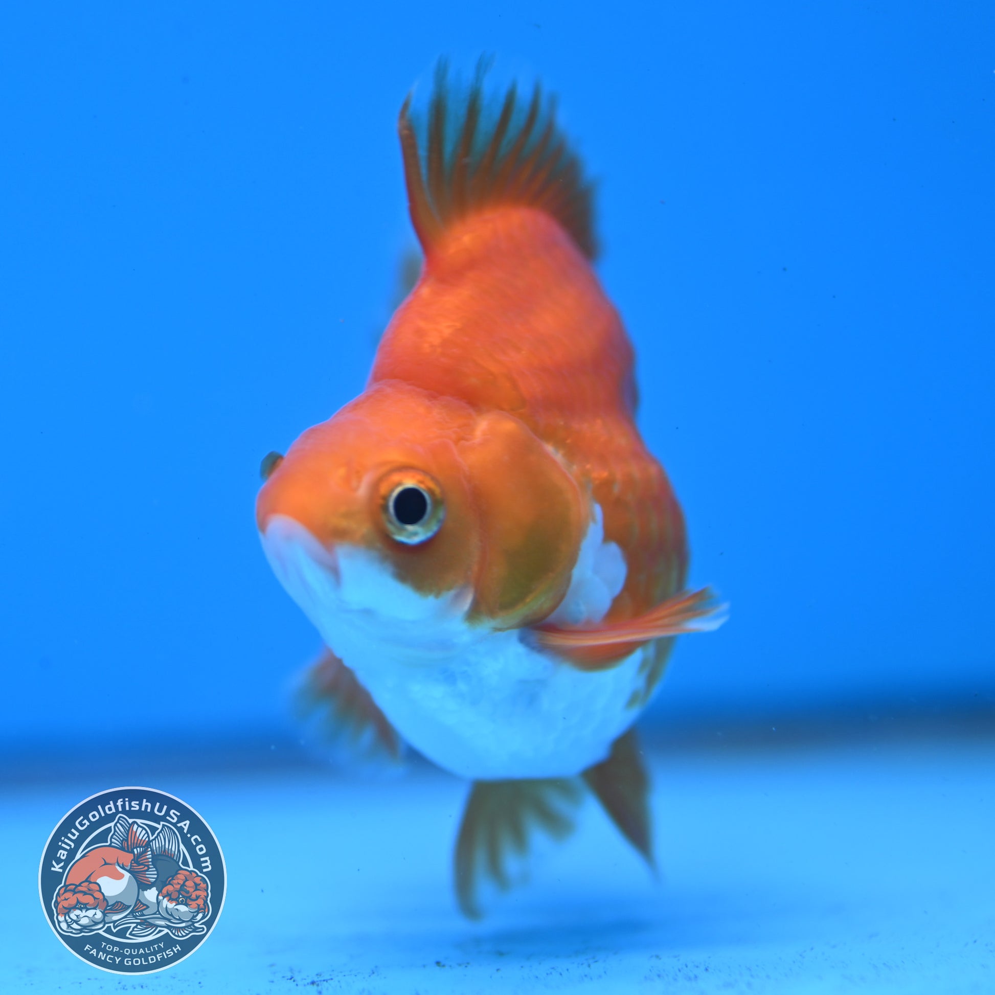 Red White Ryukin 2.8 inch Body (251031_RY05)