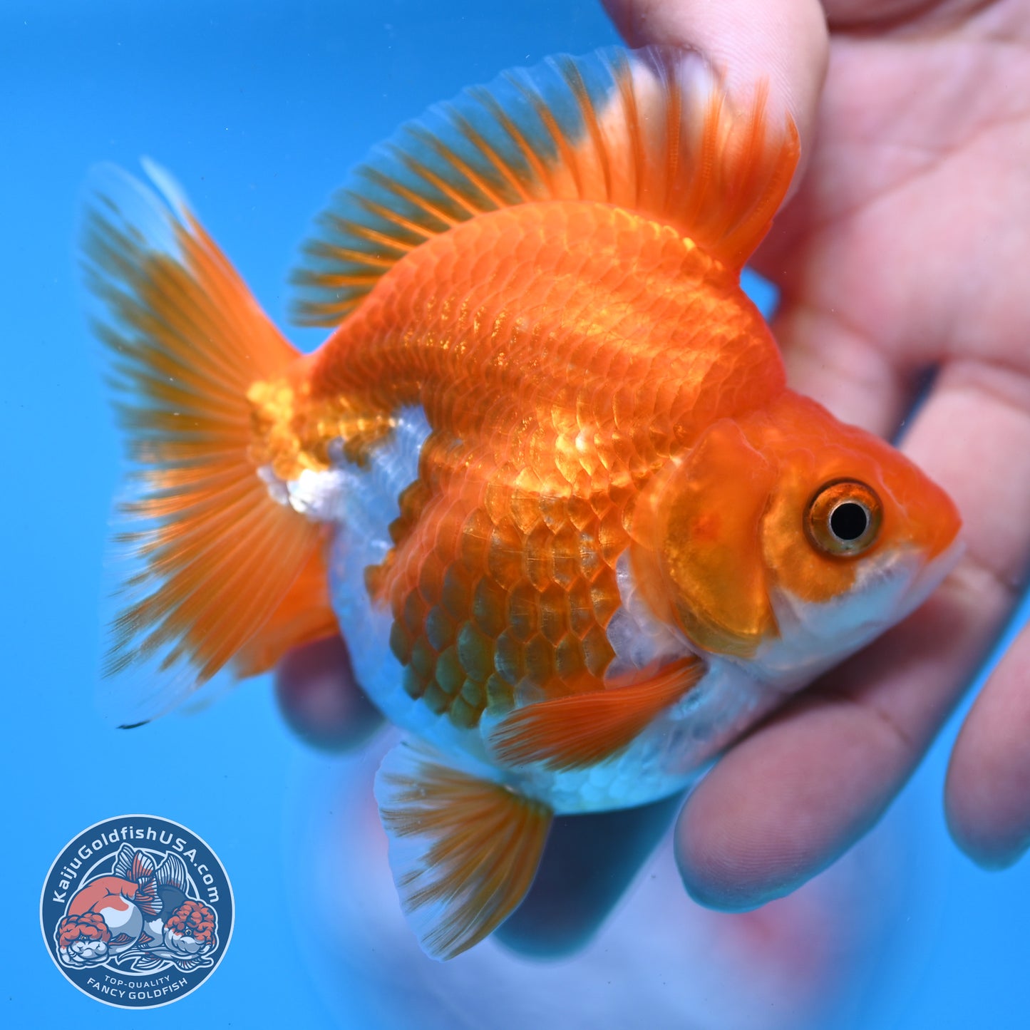 Red White Ryukin 2.8 inch Body (251031_RY05)
