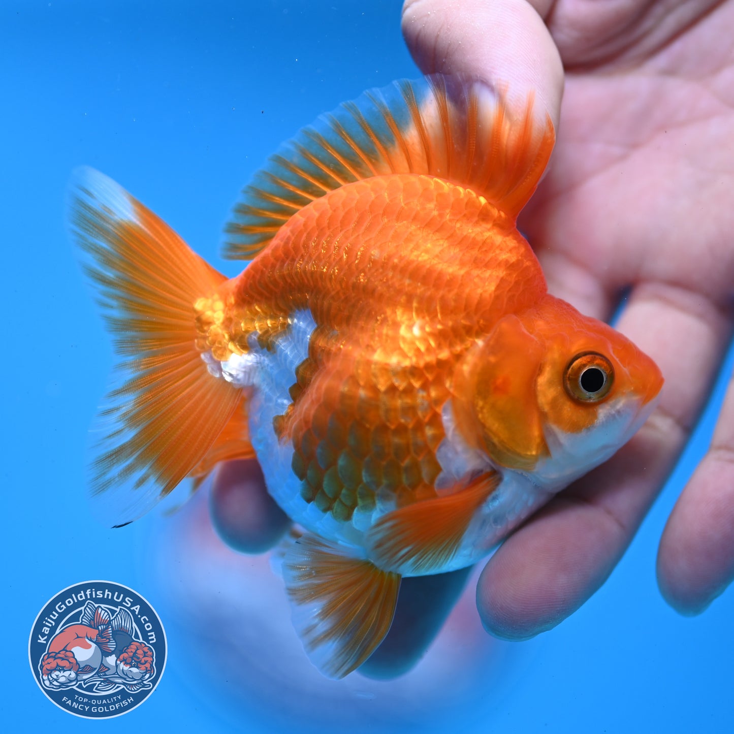 Red White Ryukin 2.8 inch Body (251031_RY05)