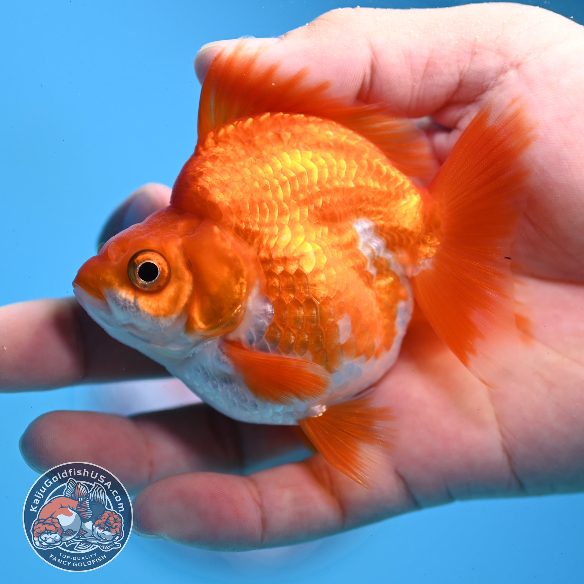 Red White Ryukin 2.8 inch Body (251031_RY05)