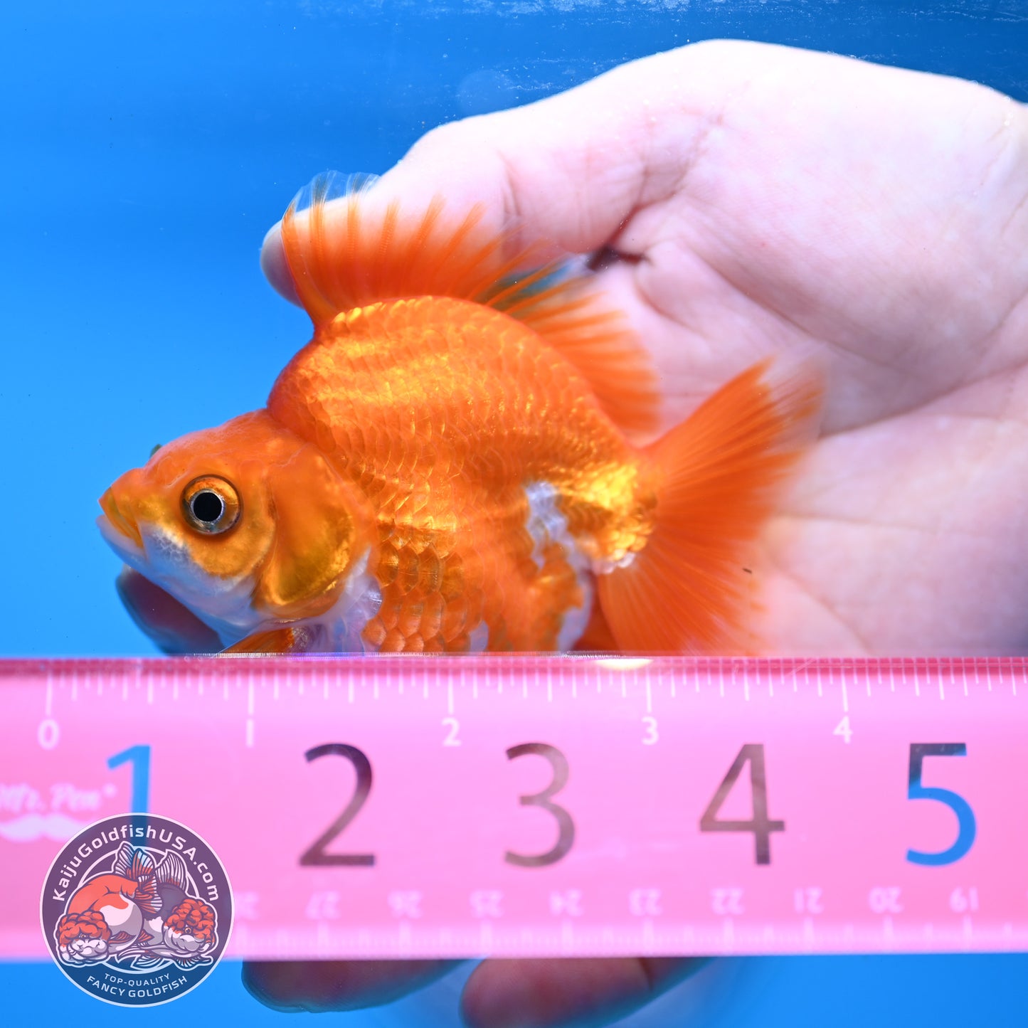Red White Ryukin 2.8 inch Body (251031_RY05)