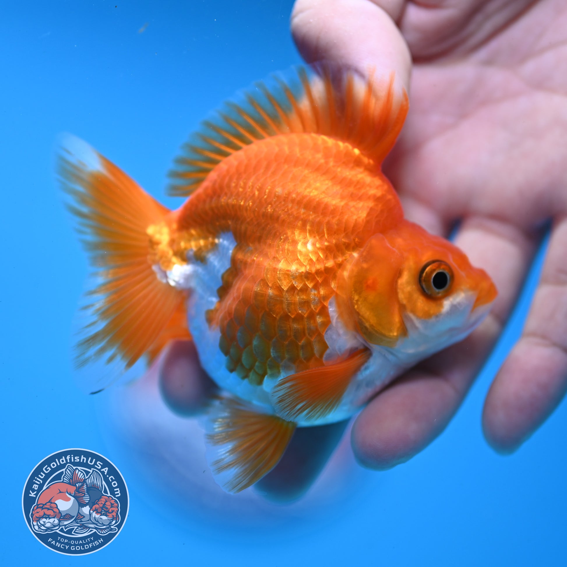 Red White Ryukin 2.8 inch Body (251031_RY05)