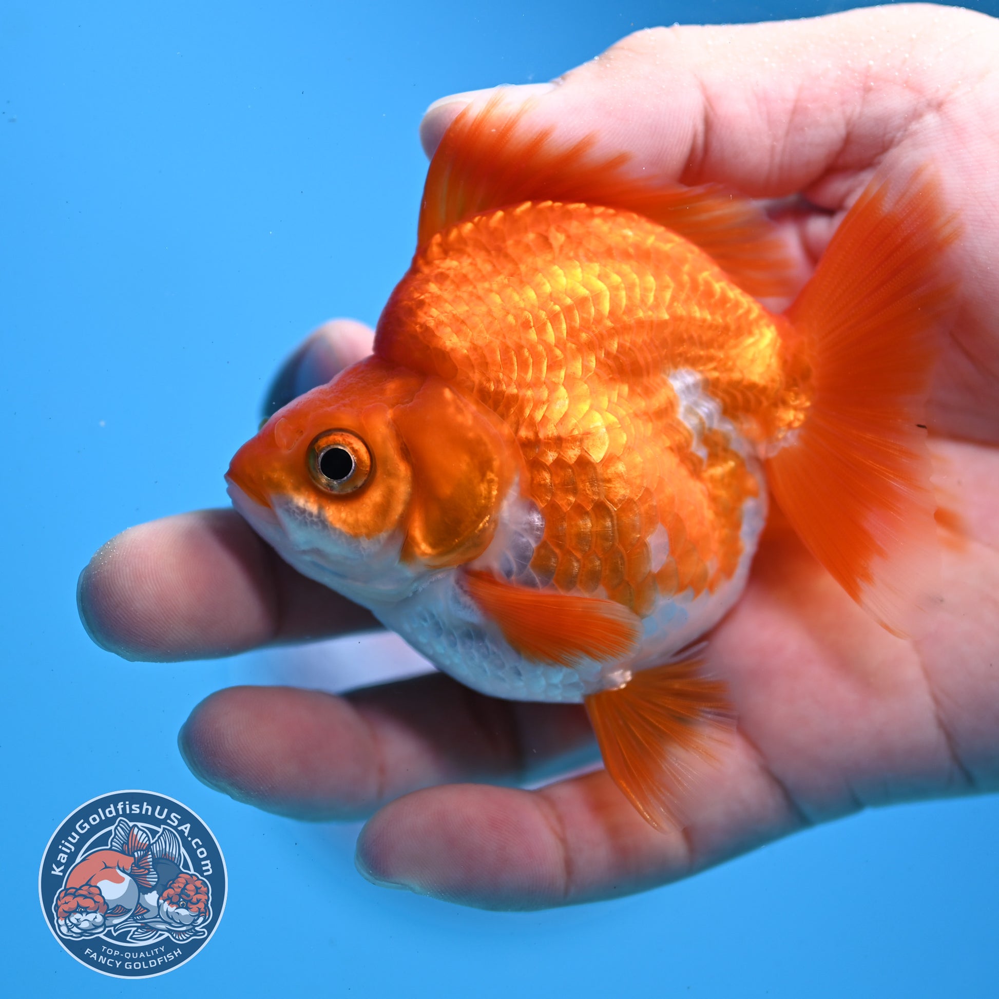 Red White Ryukin 2.8 inch Body (251031_RY05)