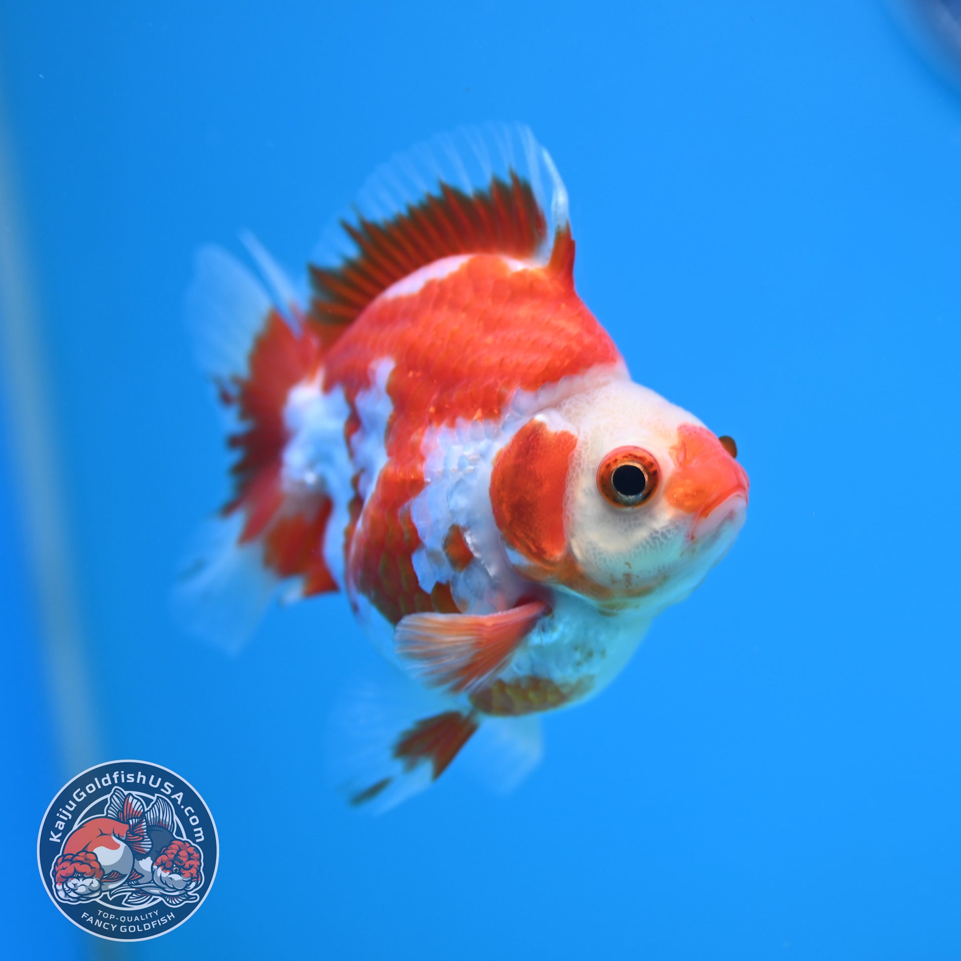 Red White Ryukin 3 inch Body (251212_RY01)