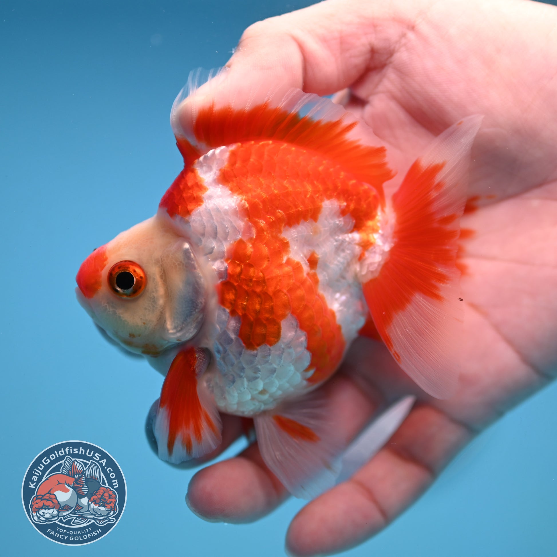 Red White Ryukin 3 inch Body (251212_RY01)