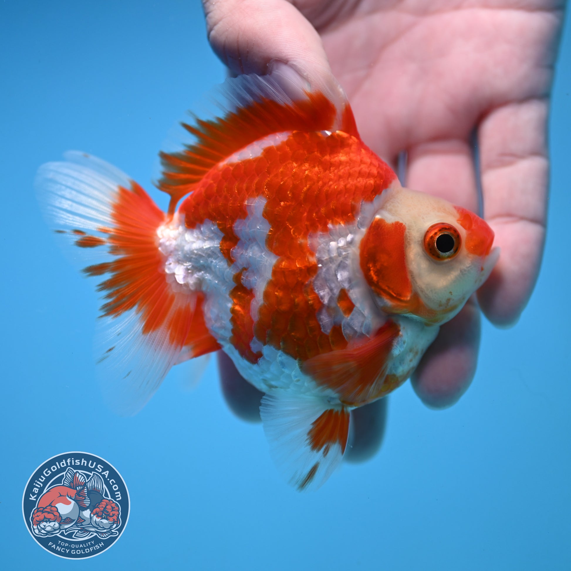 Red White Ryukin 3 inch Body (251212_RY01)