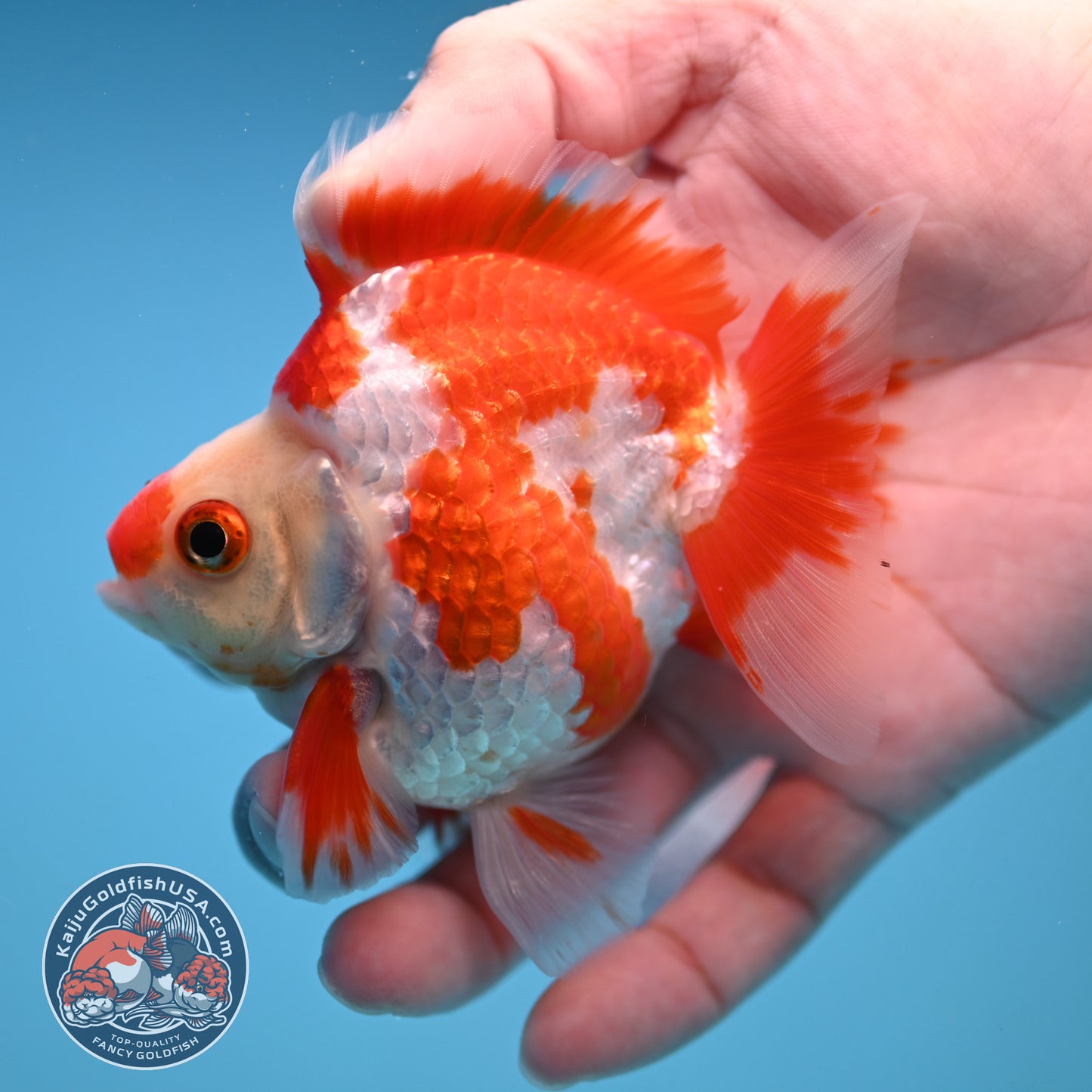 Red White Ryukin 3 inch Body (251212_RY01)