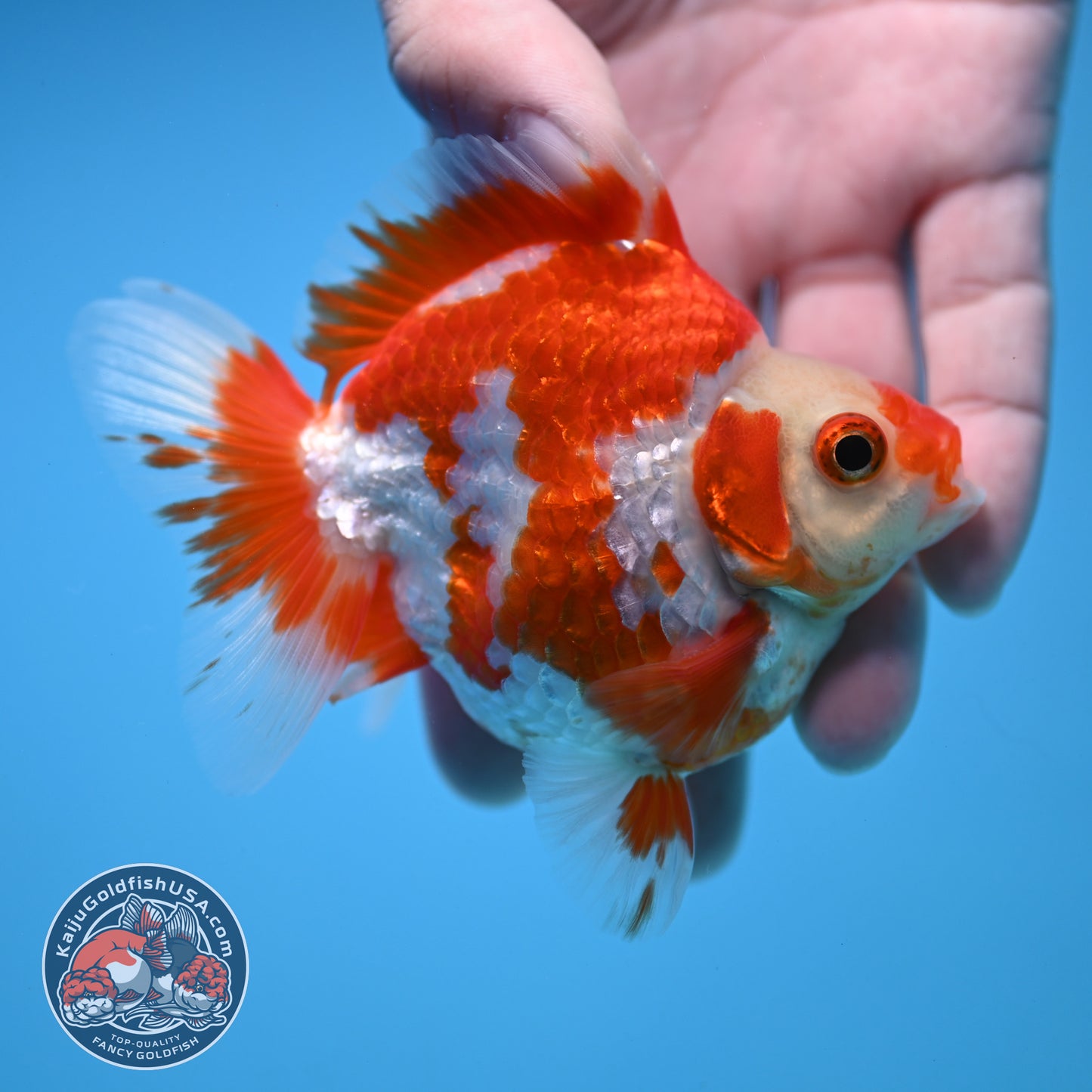 Red White Ryukin 3 inch Body (251212_RY01)