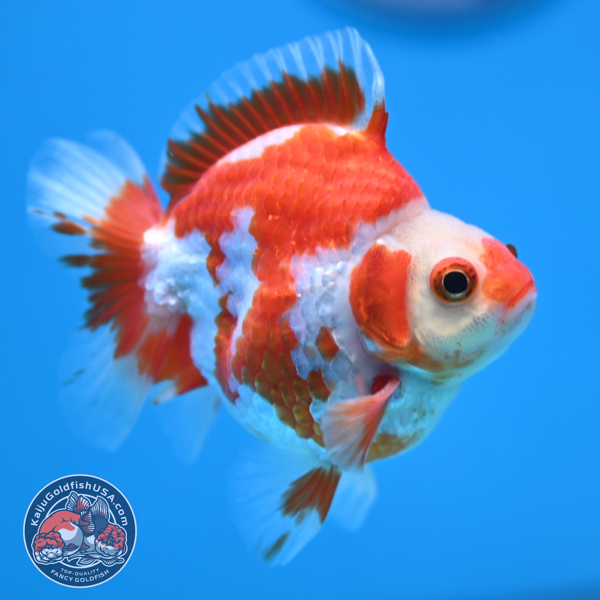 Red White Ryukin 3 inch Body (251212_RY01)